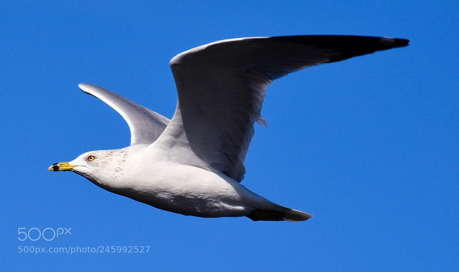 Nikon D7200 sample photo. White seagull flying across photography