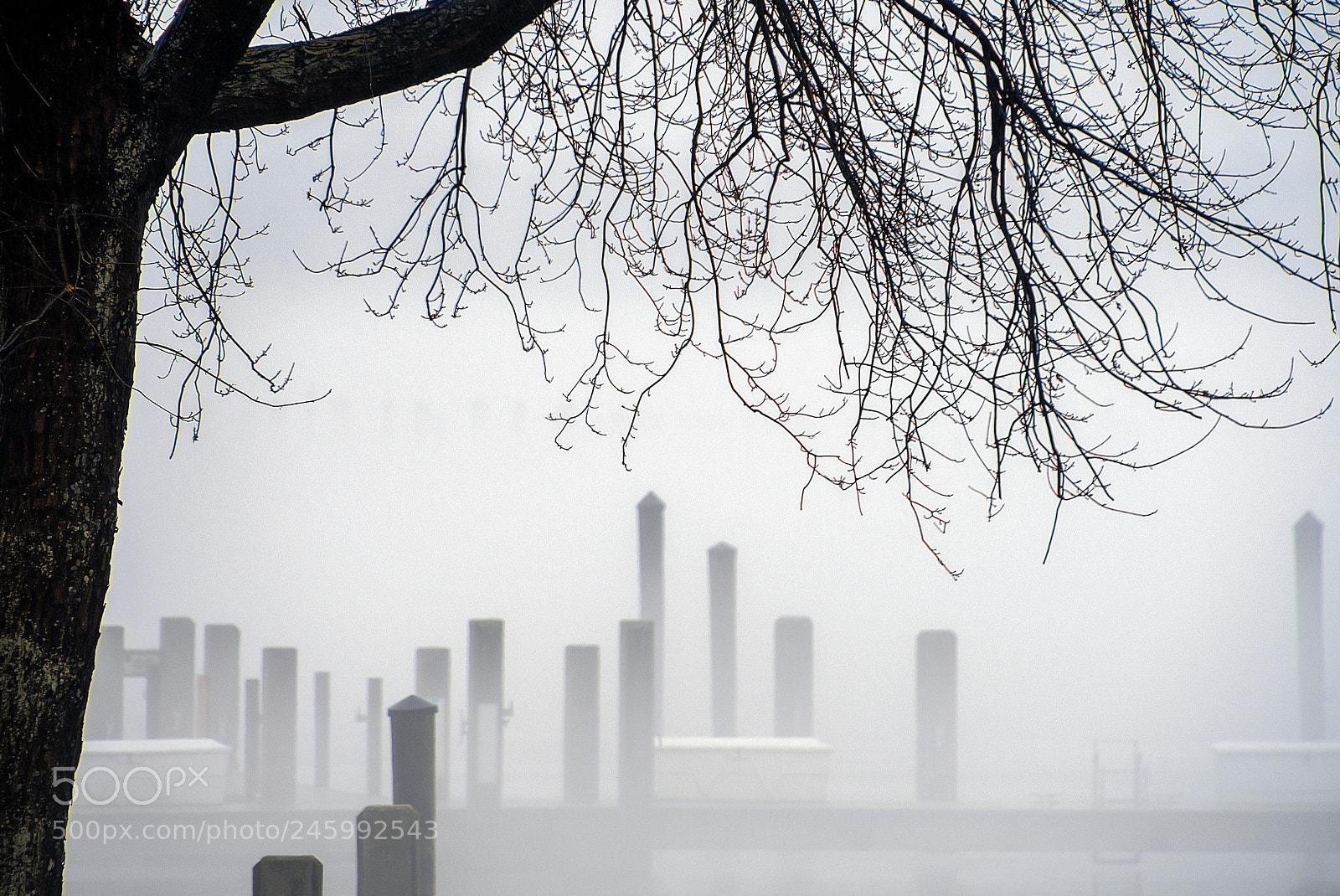 Nikon D7500 sample photo. Marina winter mist photography