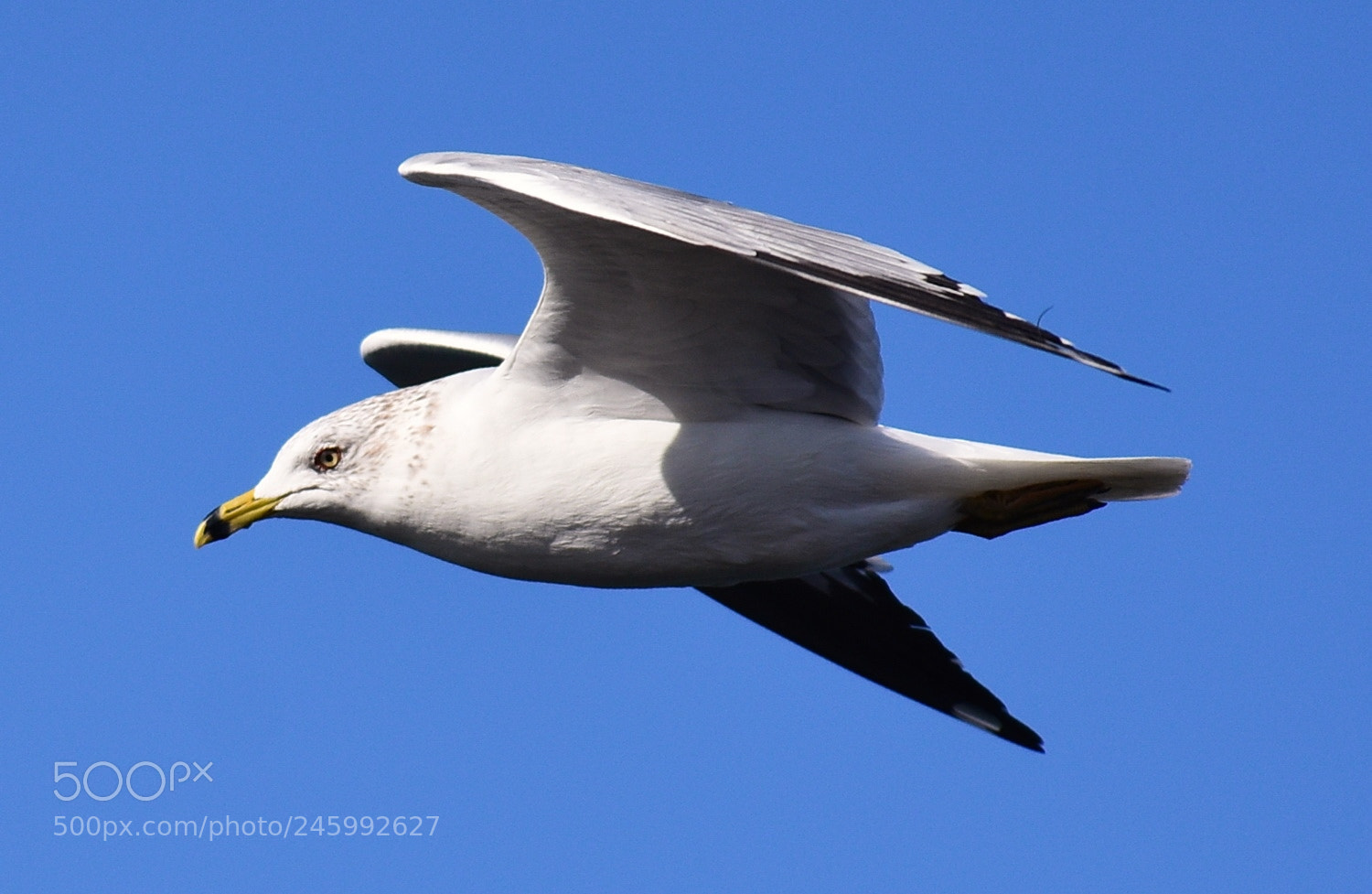 Nikon D7200 sample photo. White seagull flying across photography