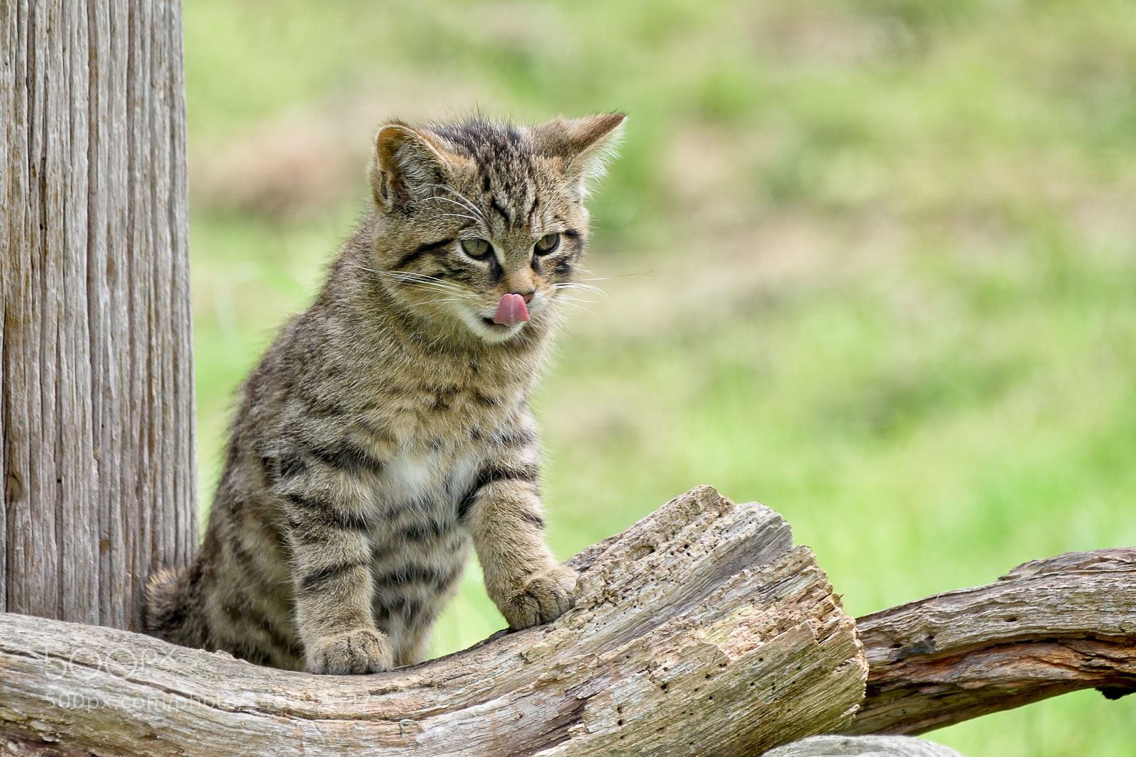 Nikon D810 sample photo. Wildcat photography