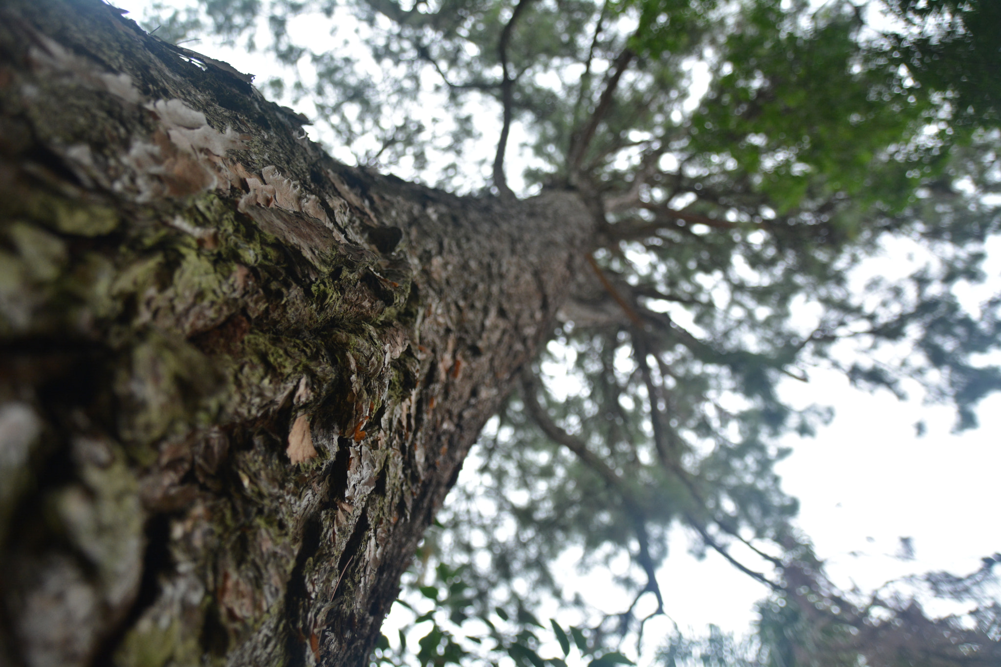 Sigma 18-250mm F3.5-6.3 DC Macro OS HSM sample photo. Highness photography