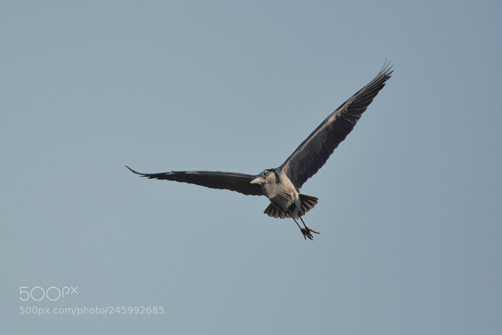 Nikon D7200 sample photo. 'grey heron ardea cinerea photography