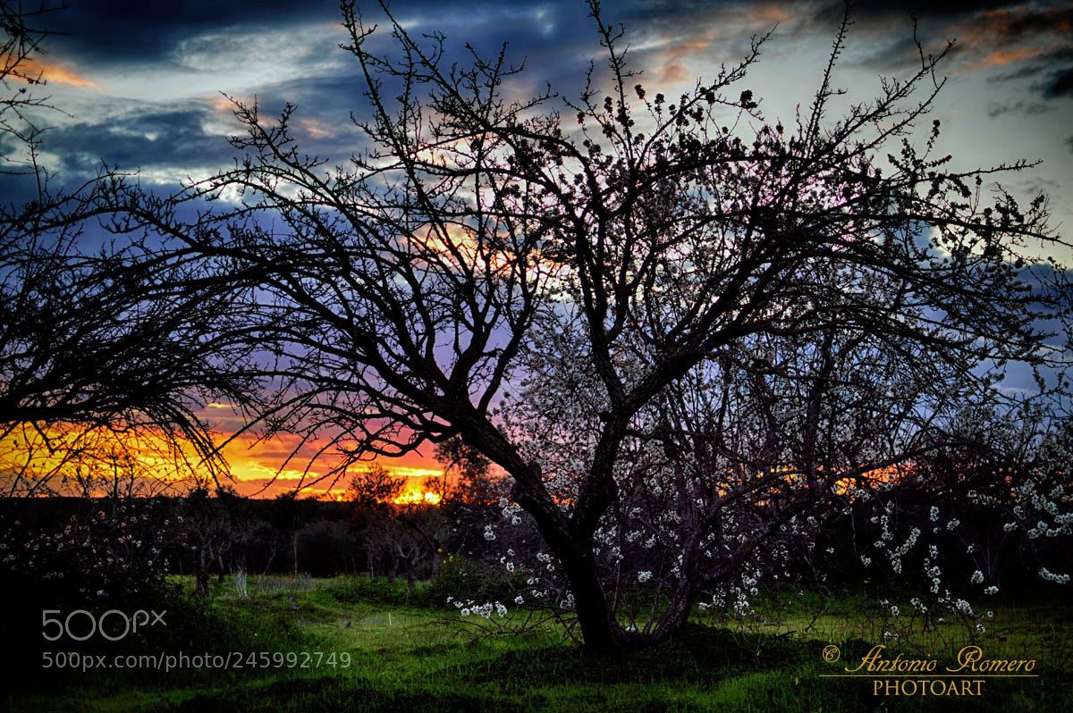 Nikon D5200 sample photo. Un atardecer de invierno... photography