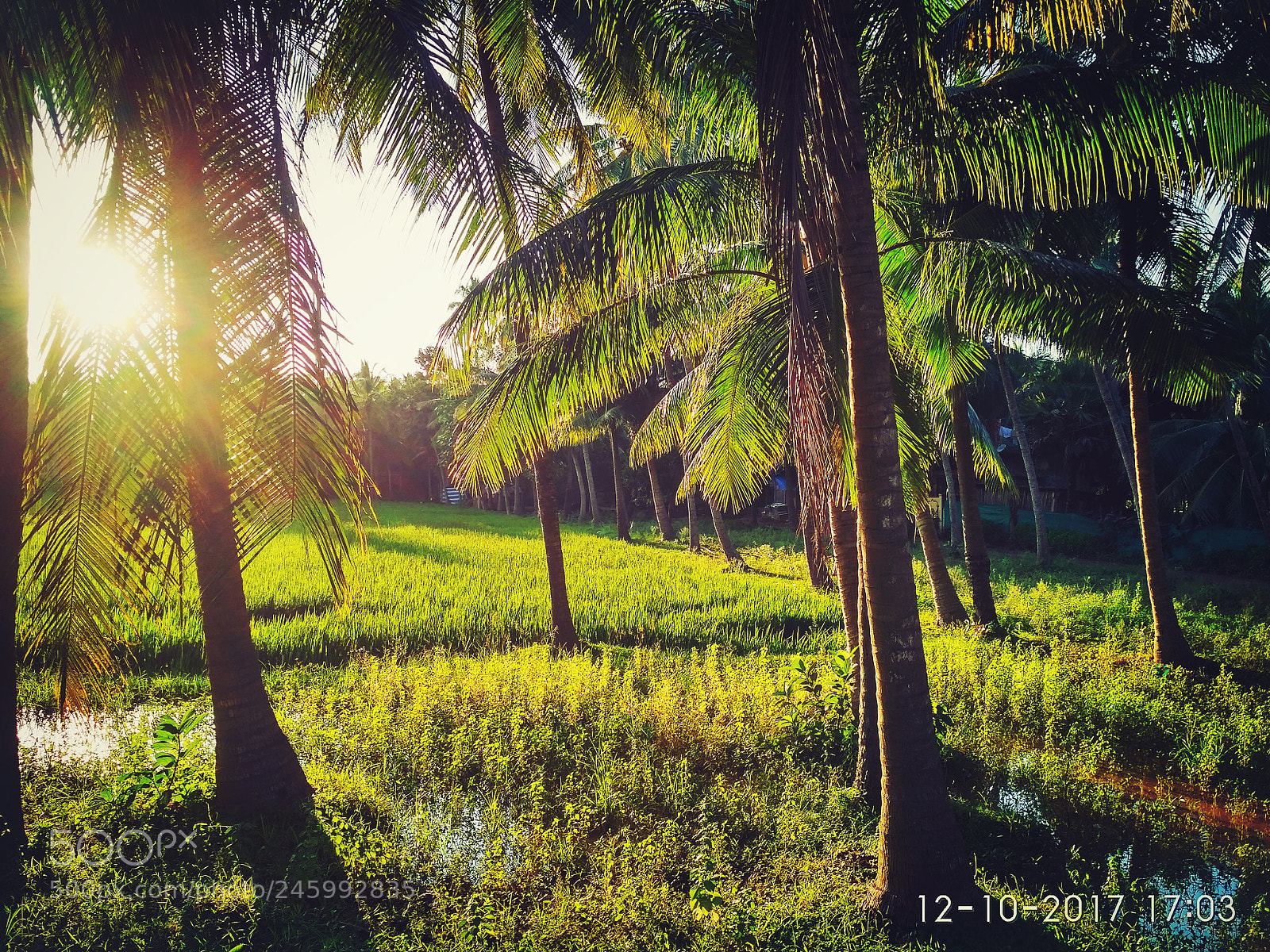 Xiaomi Redmi 3S sample photo. Untitled photography