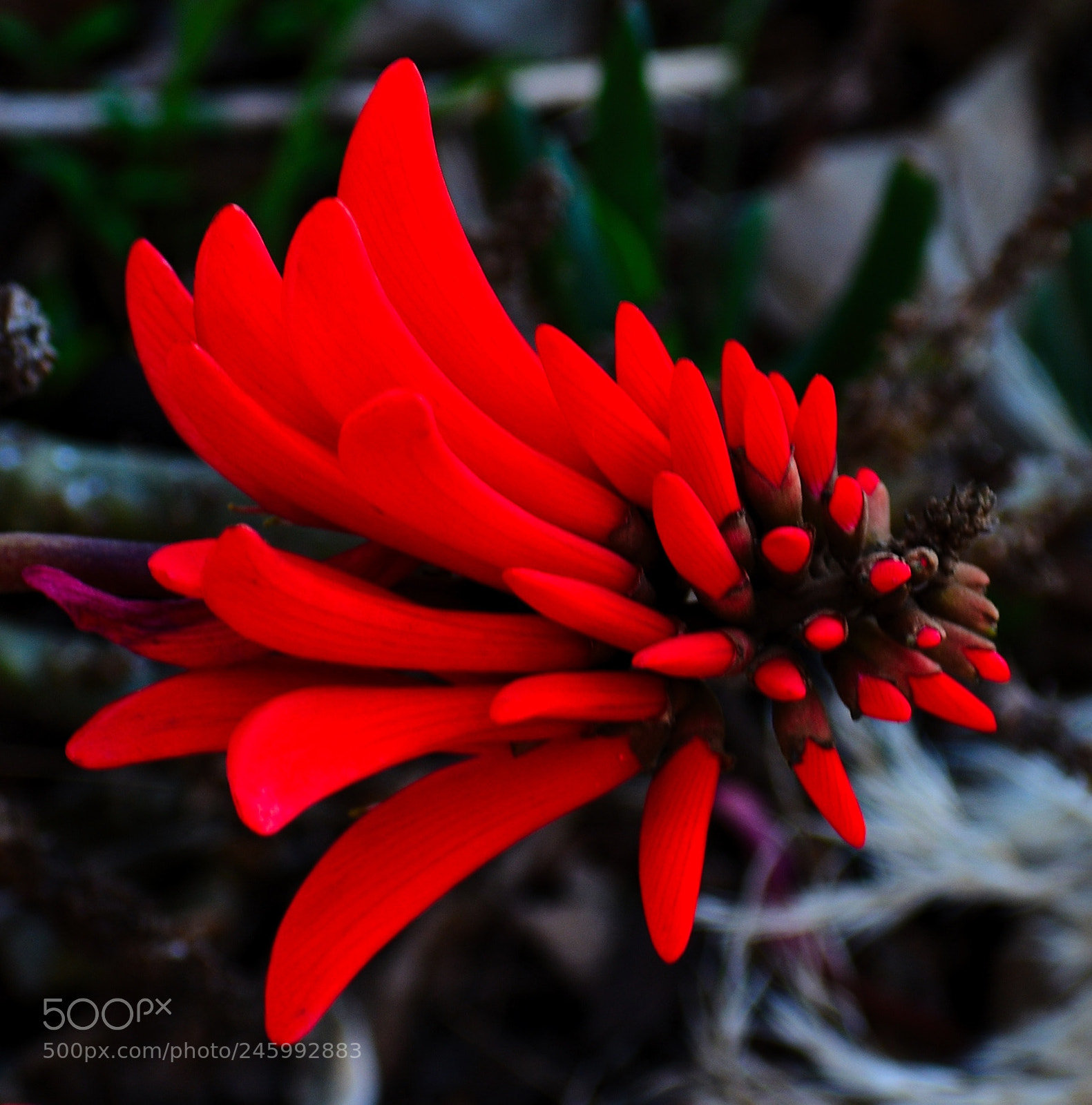 Nikon D7200 sample photo. Red pinecomb flower photography