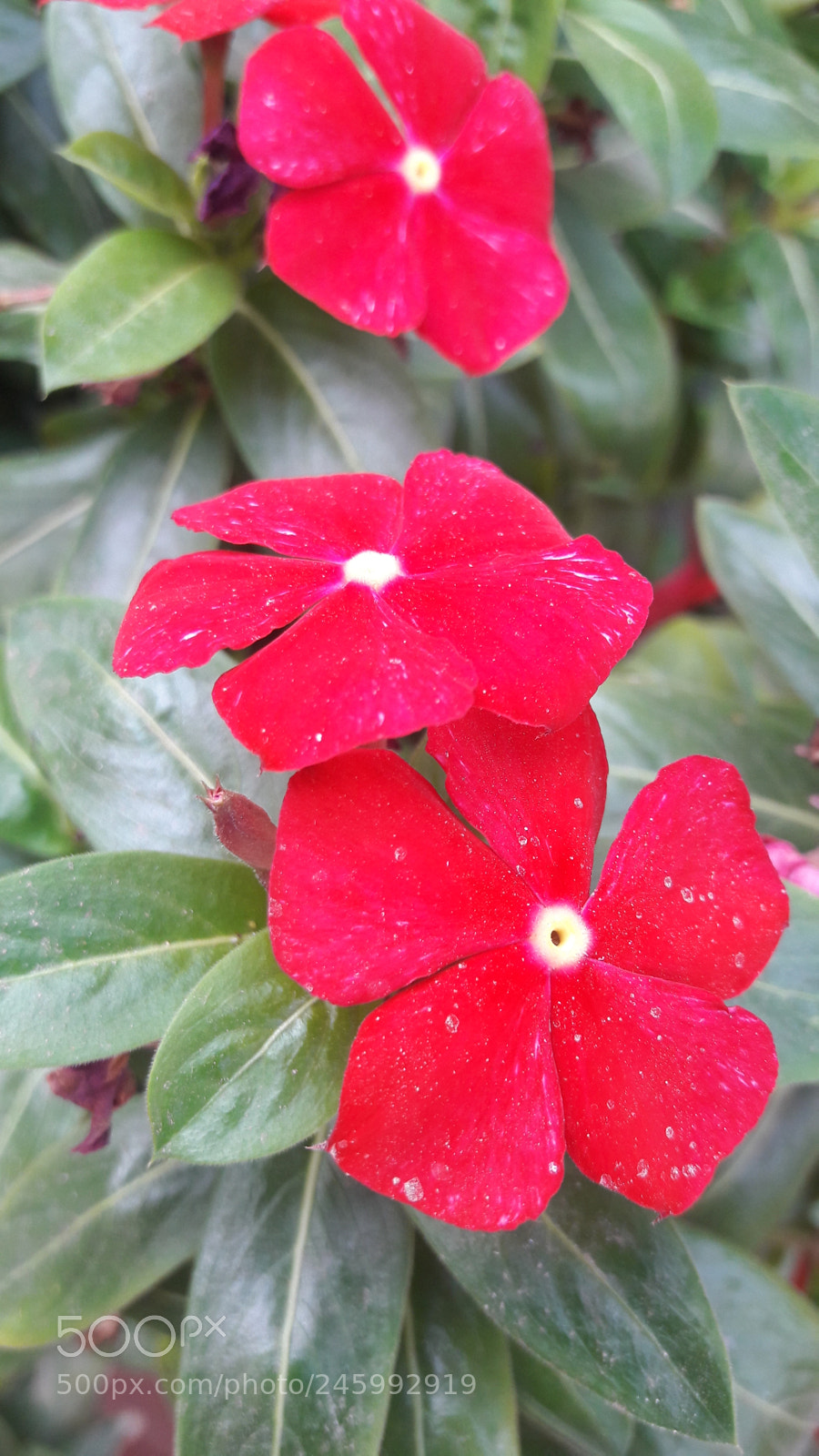 Samsung Galaxy J7 sample photo. Closeup photography