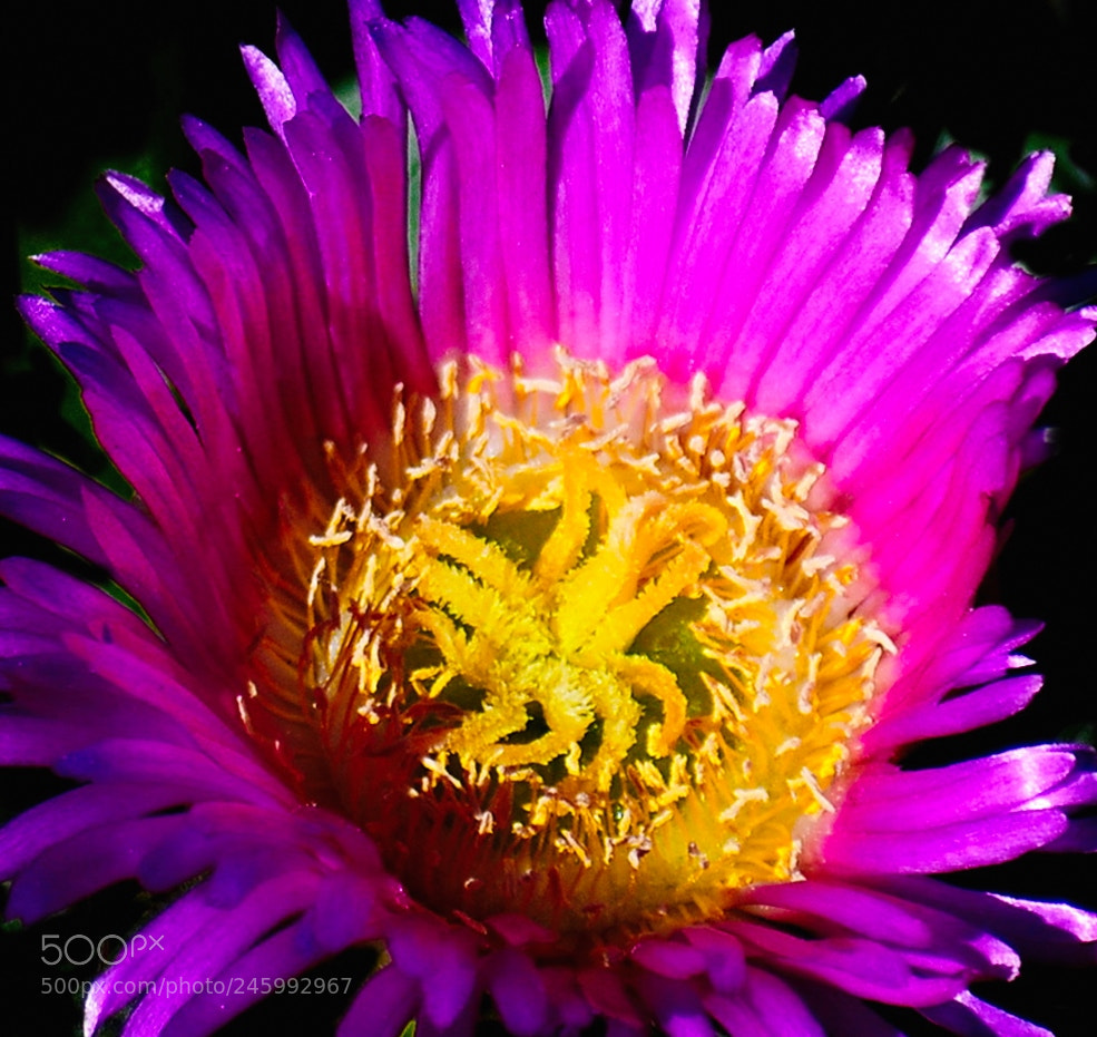 Nikon D7200 sample photo. A beautiful purple dandelion photography