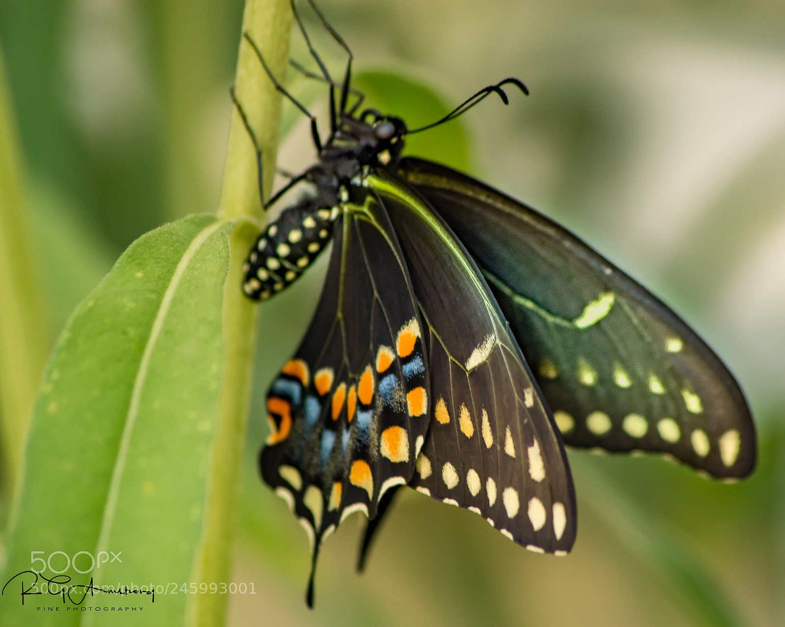 Pentax K-3 II sample photo. Fresh swallowtail photography