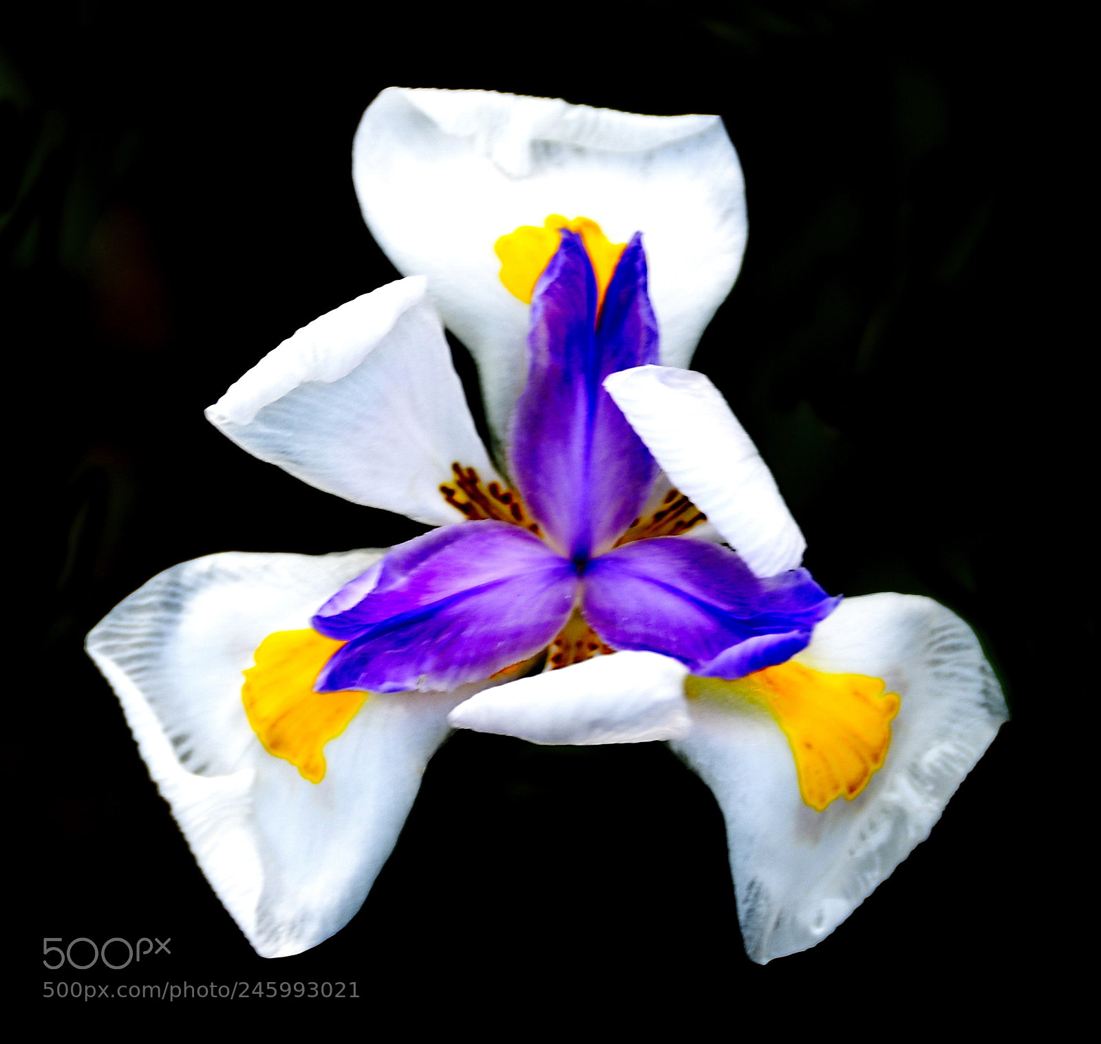 Nikon D7200 sample photo. A beautiful white iris photography