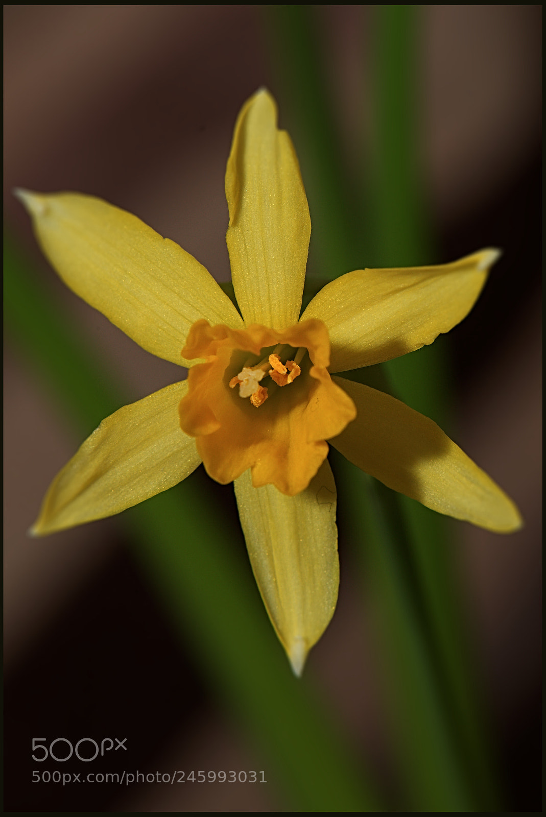 Nikon D610 sample photo. Daffodil photography