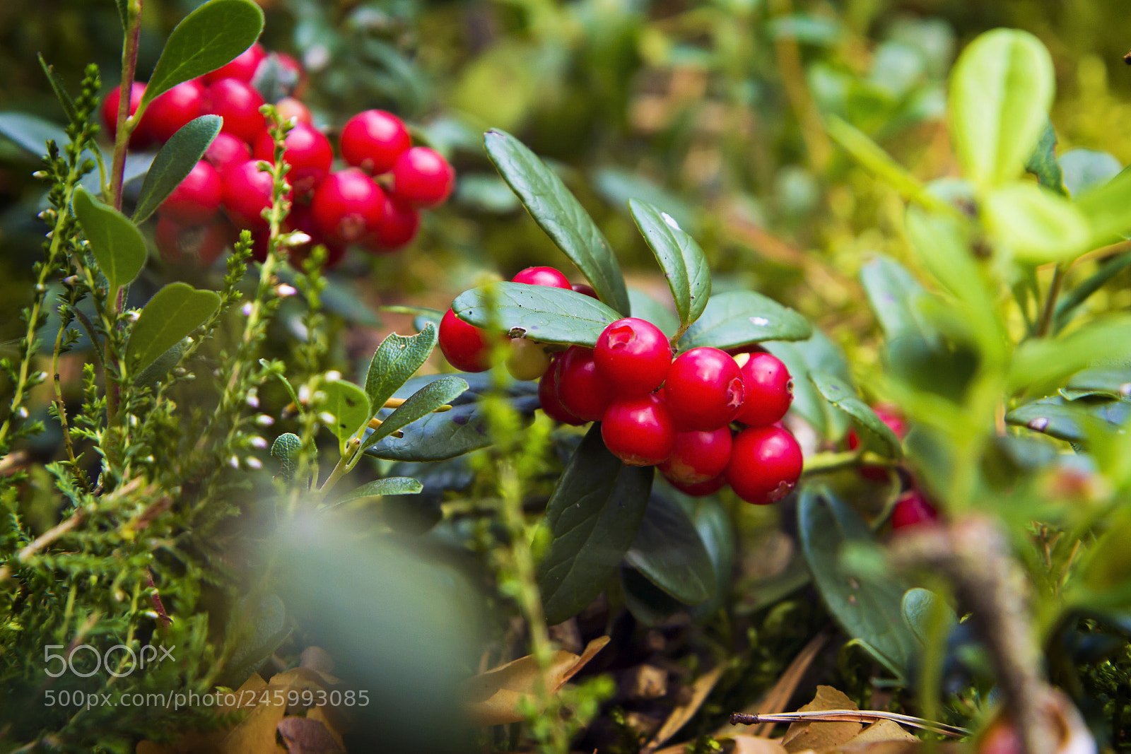 Canon EOS 60D sample photo. Cowberry photography