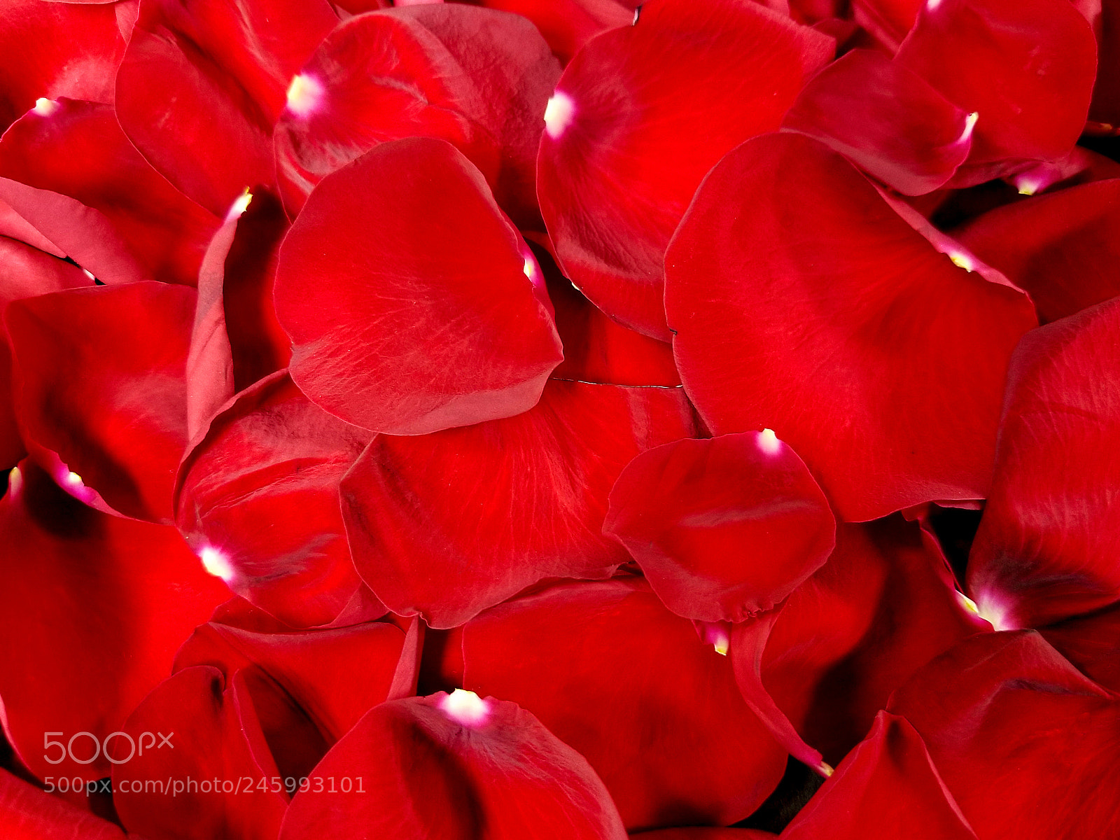 Samsung Galaxy S8 sample photo. Velvet red rose petals photography
