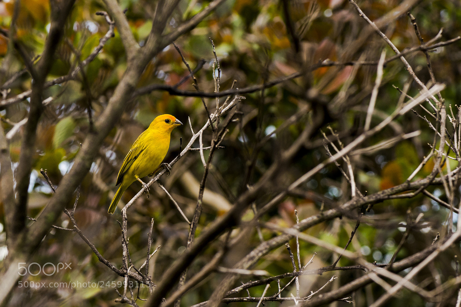 Nikon D800 sample photo. Golden canary photography