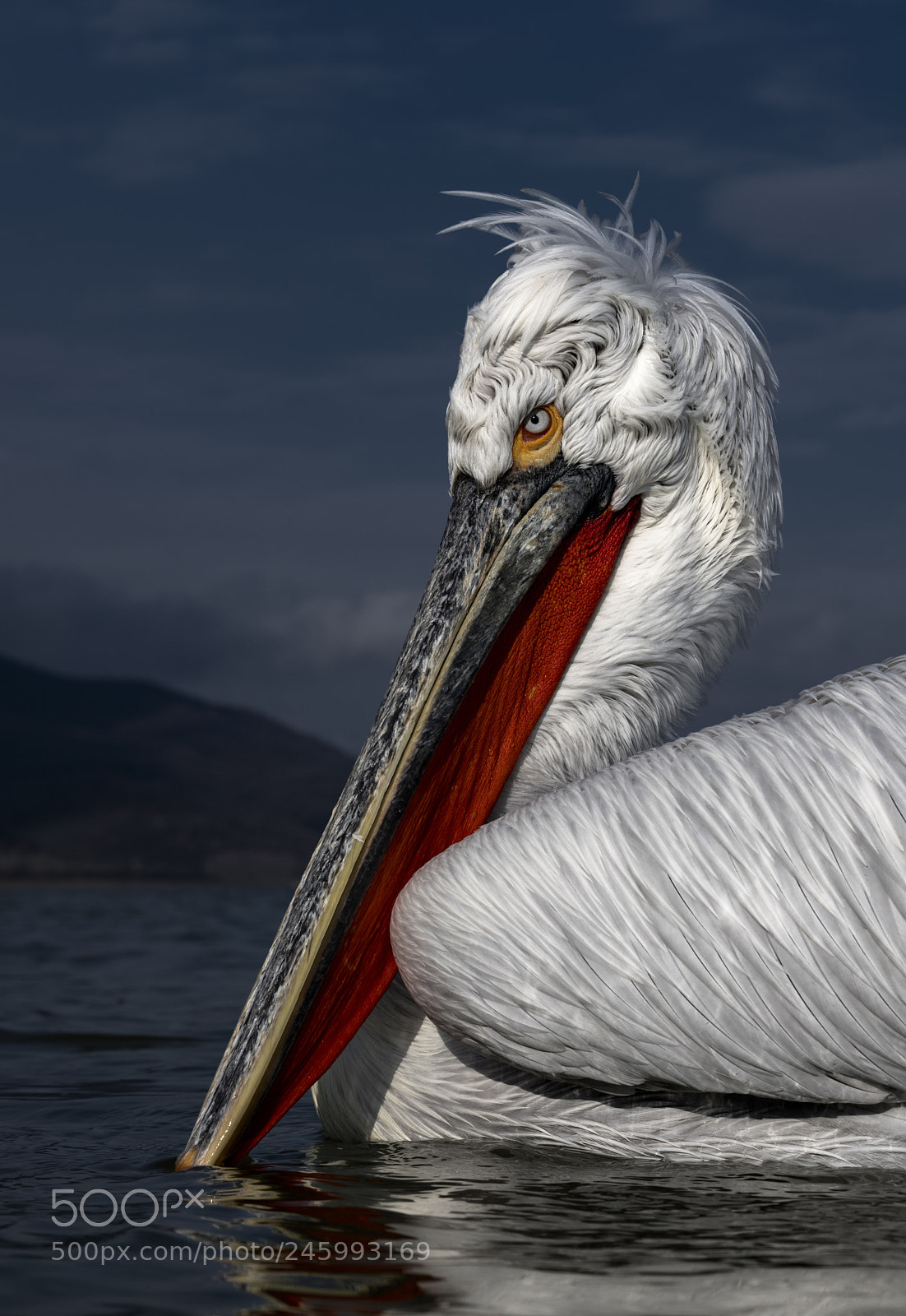 Nikon D850 sample photo. Dalmation pelican ii photography