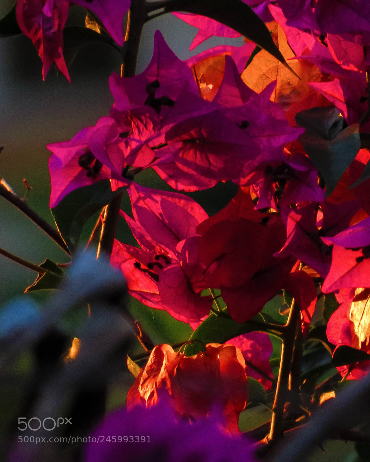 Canon PowerShot SX50 HS sample photo. Img photography
