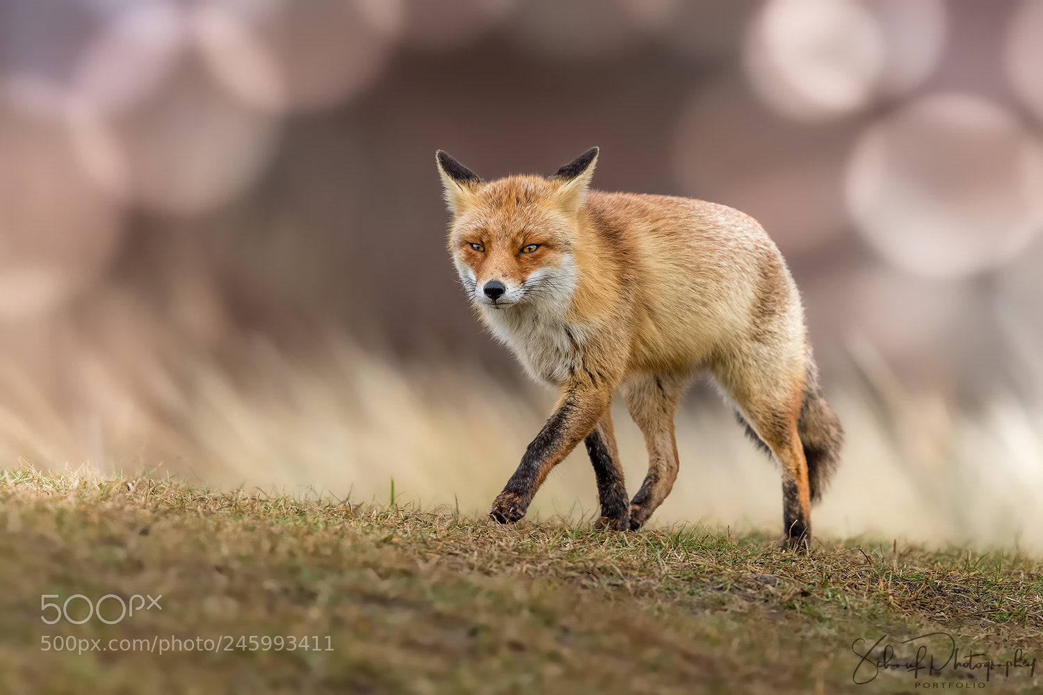 Canon EOS-1D X Mark II sample photo. Red fox photography