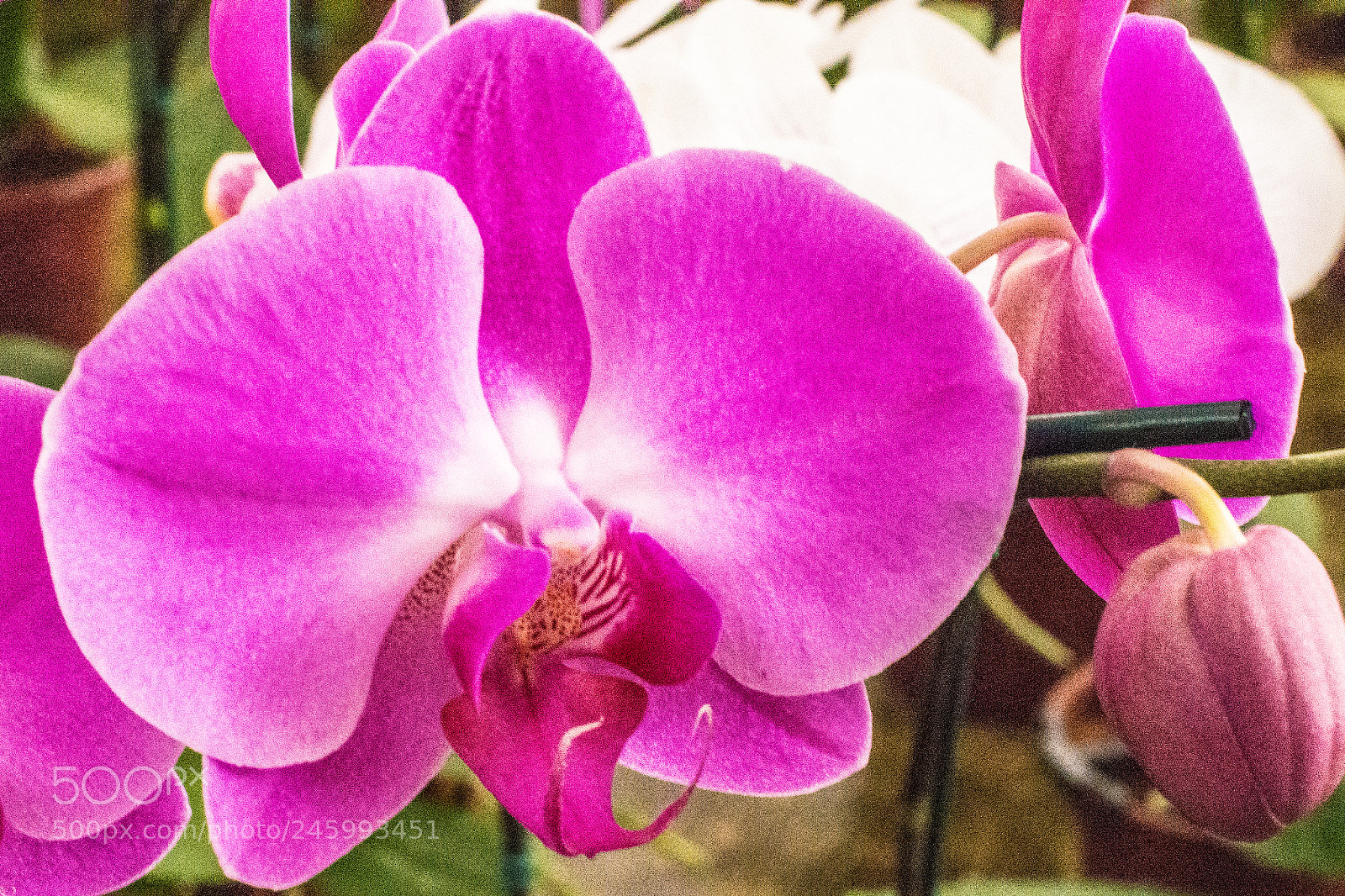 Nikon D7200 sample photo. Orquideas photography