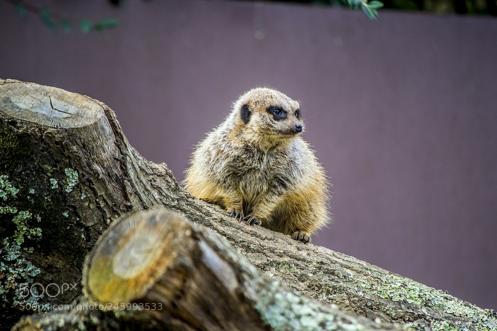 Nikon D3100 sample photo. Suricate guard photography