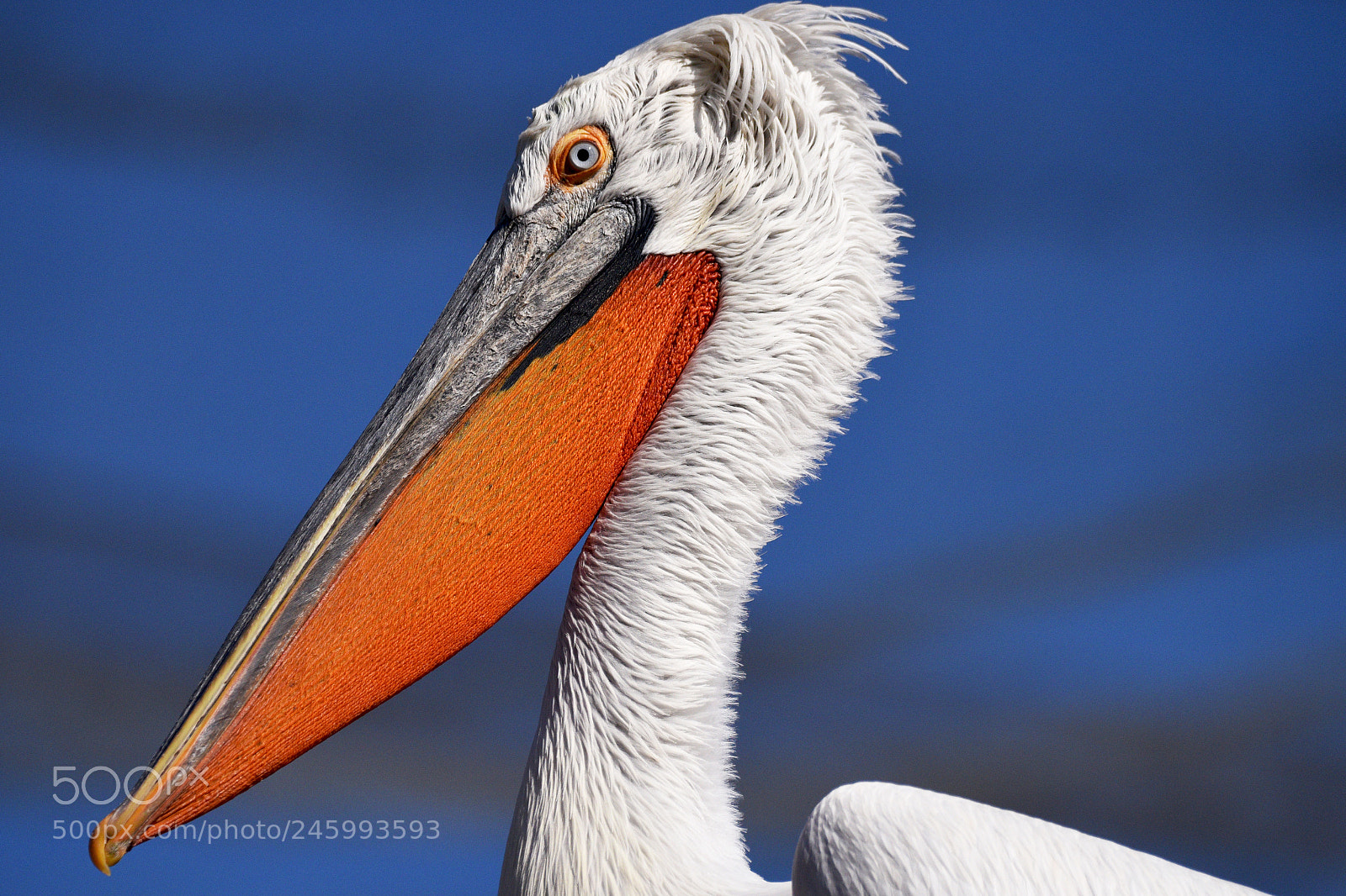 Nikon D810 sample photo. Pelican photography