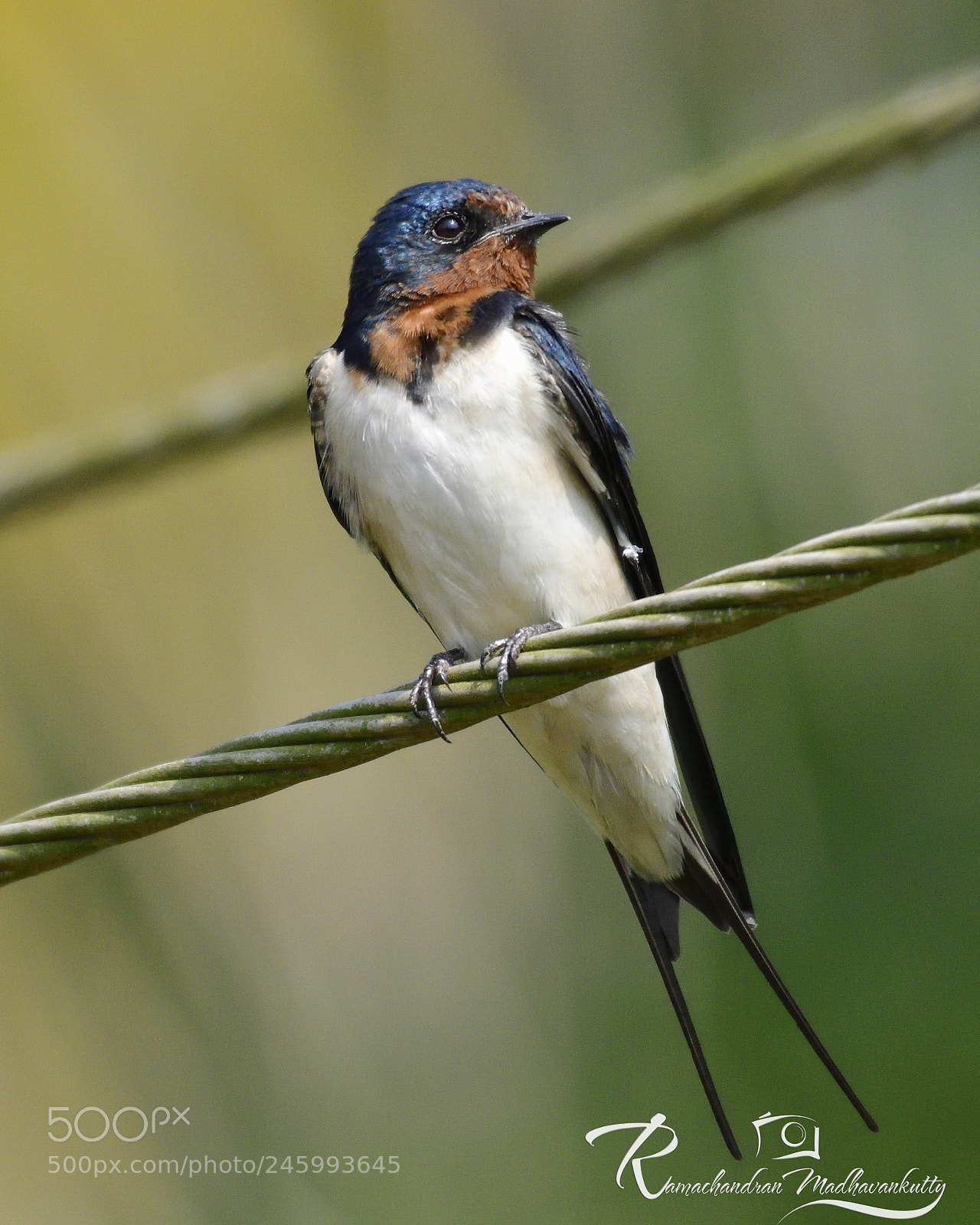 Nikon D500 sample photo. Barn swallow photography