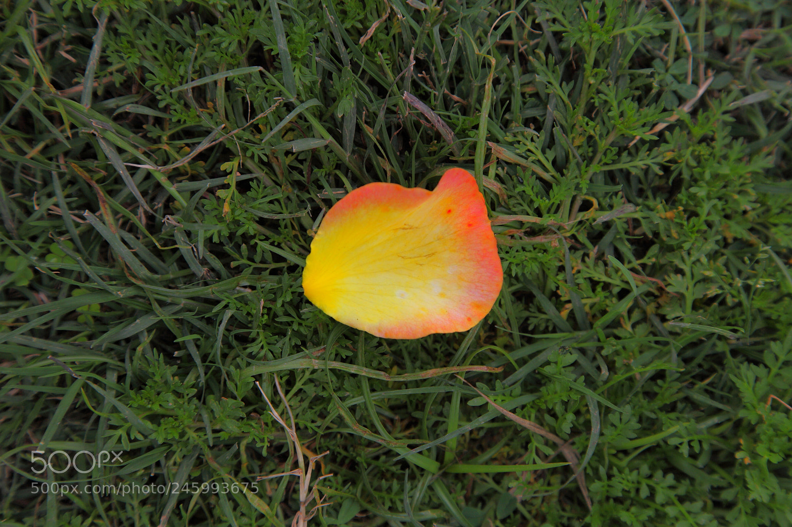 Canon EF 24-105mm F4L IS USM sample photo. Broken petal photography