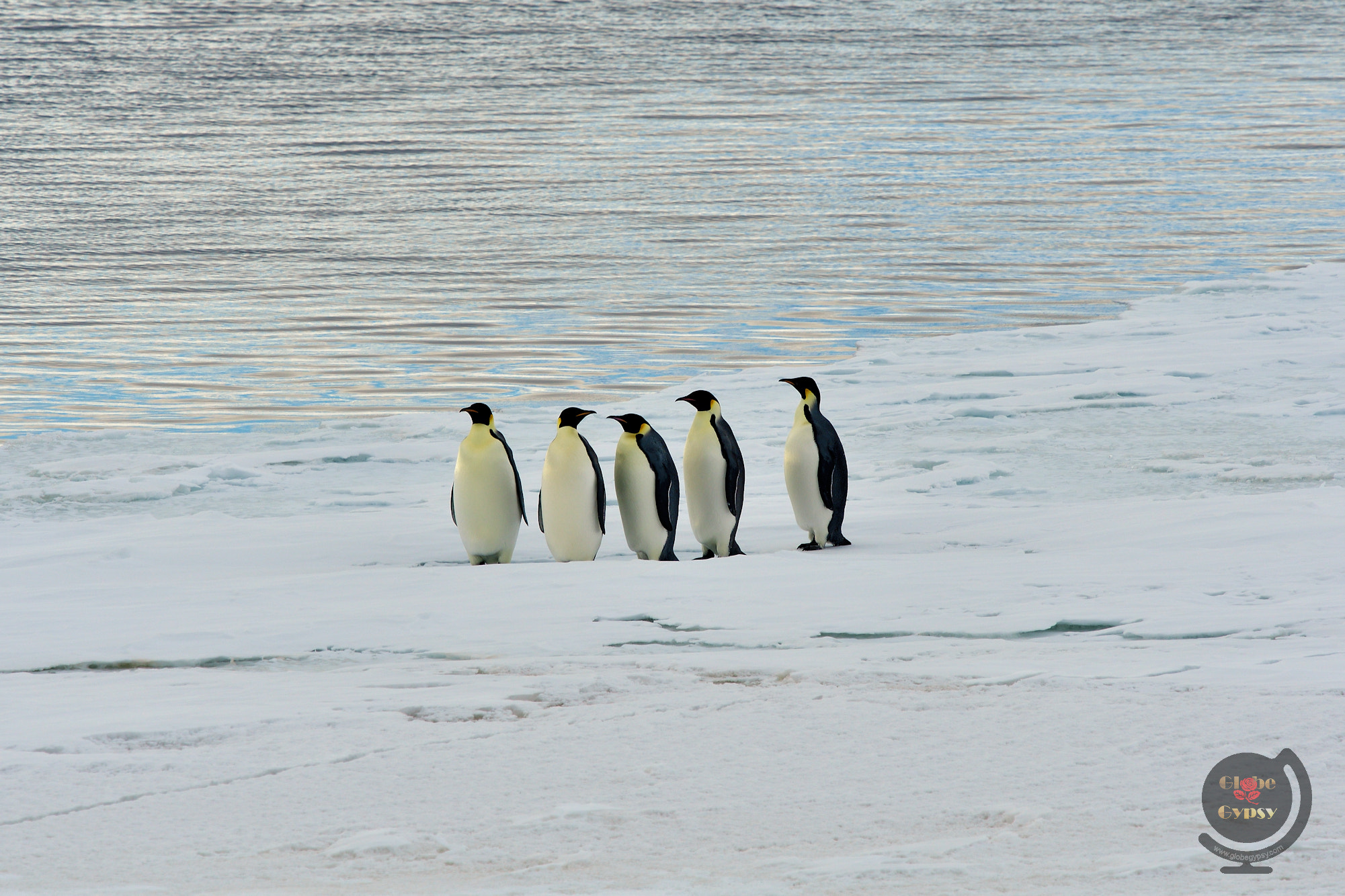 Nikon Nikkor AF-S 300mm F4E PF ED VR sample photo. Emperor penguins photography