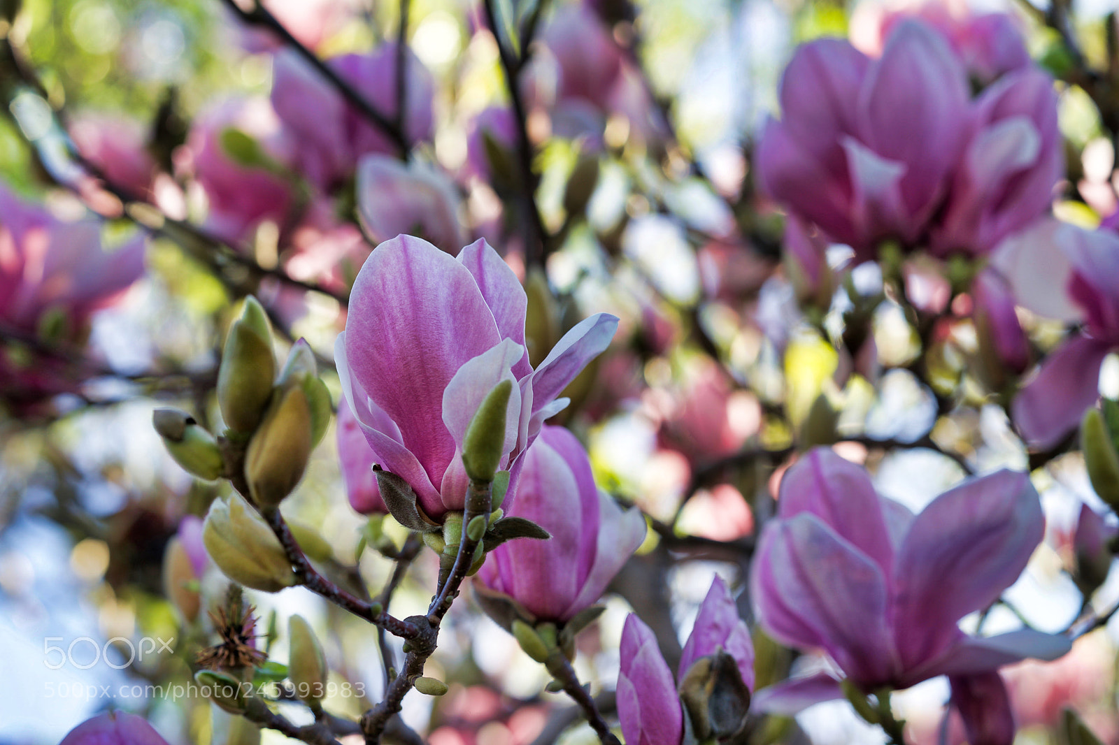 Sony a9 sample photo. You ought to be photography