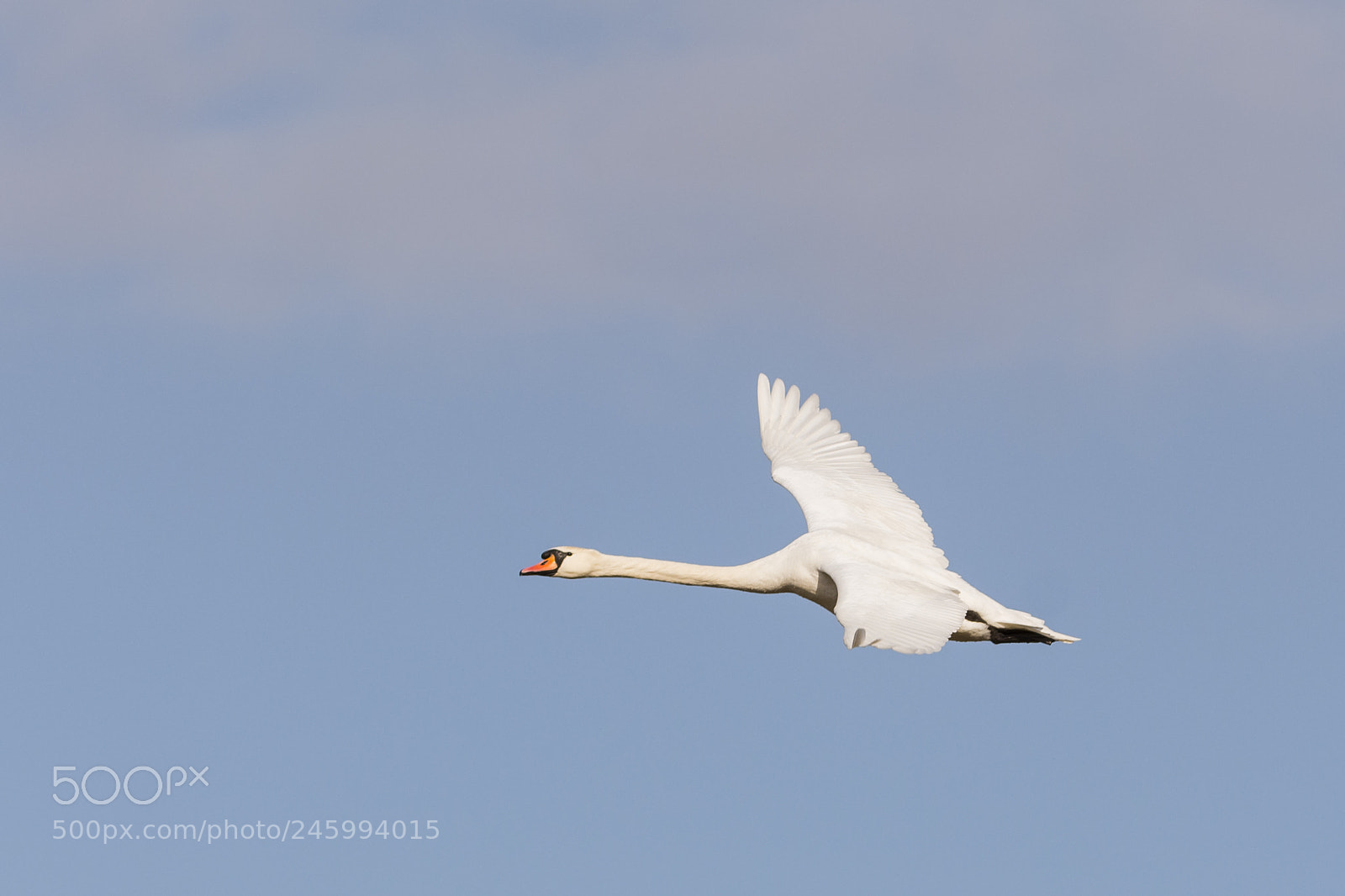 Nikon D7100 sample photo. Mute swan photography