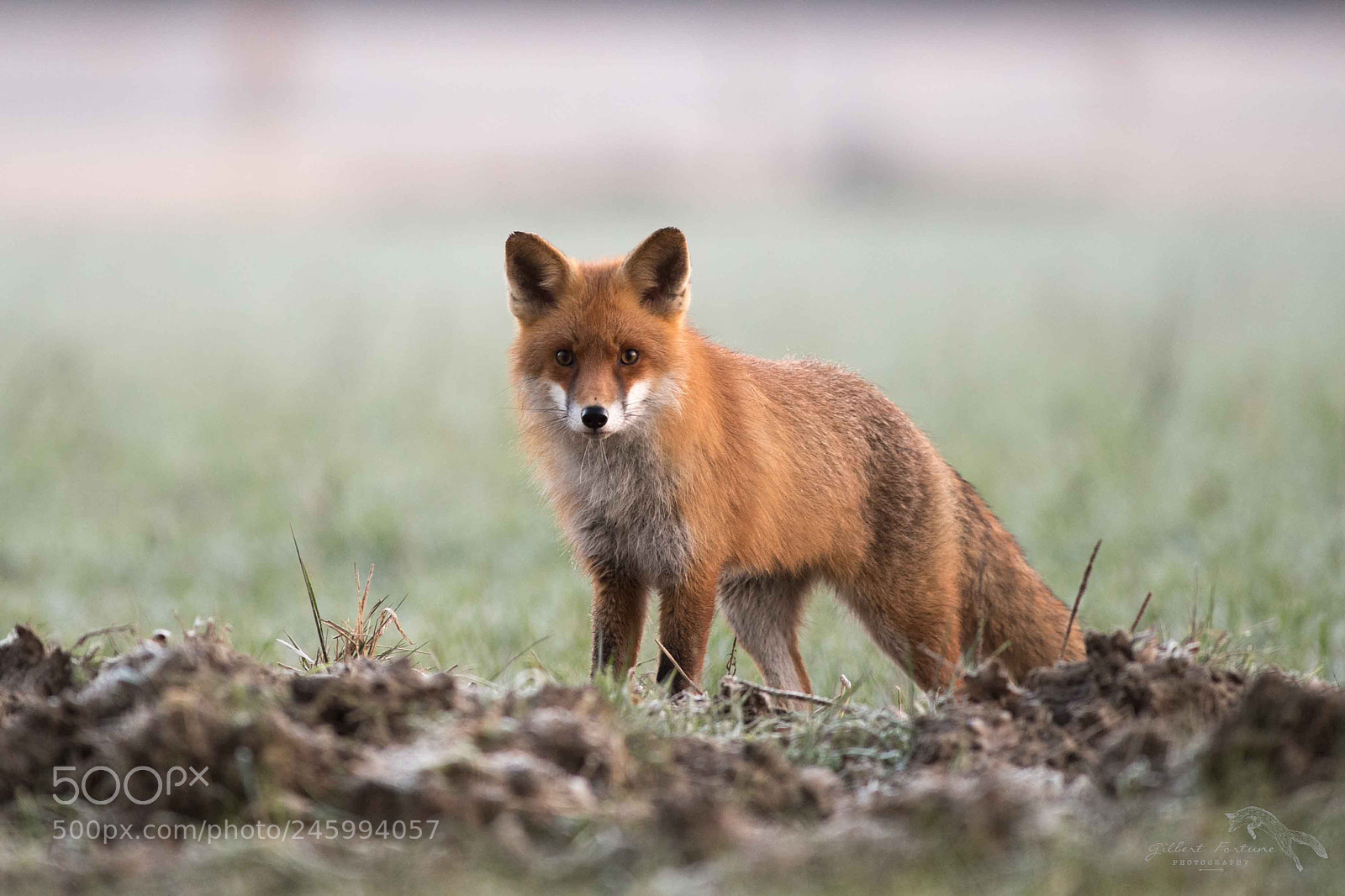 Nikon D5 sample photo. Le renard photography