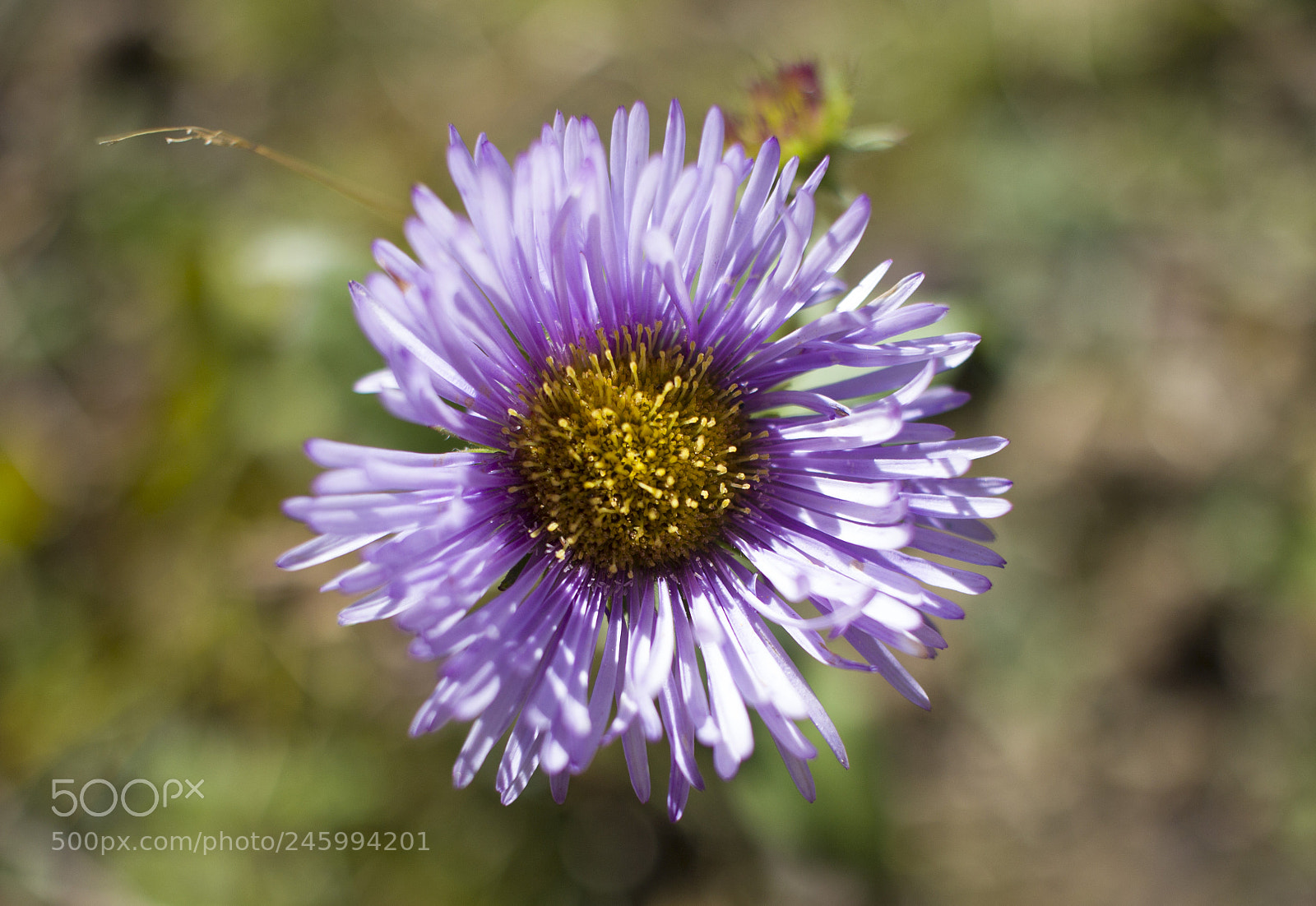 Canon EOS 600D (Rebel EOS T3i / EOS Kiss X5) sample photo. Wild himalayan flower photography
