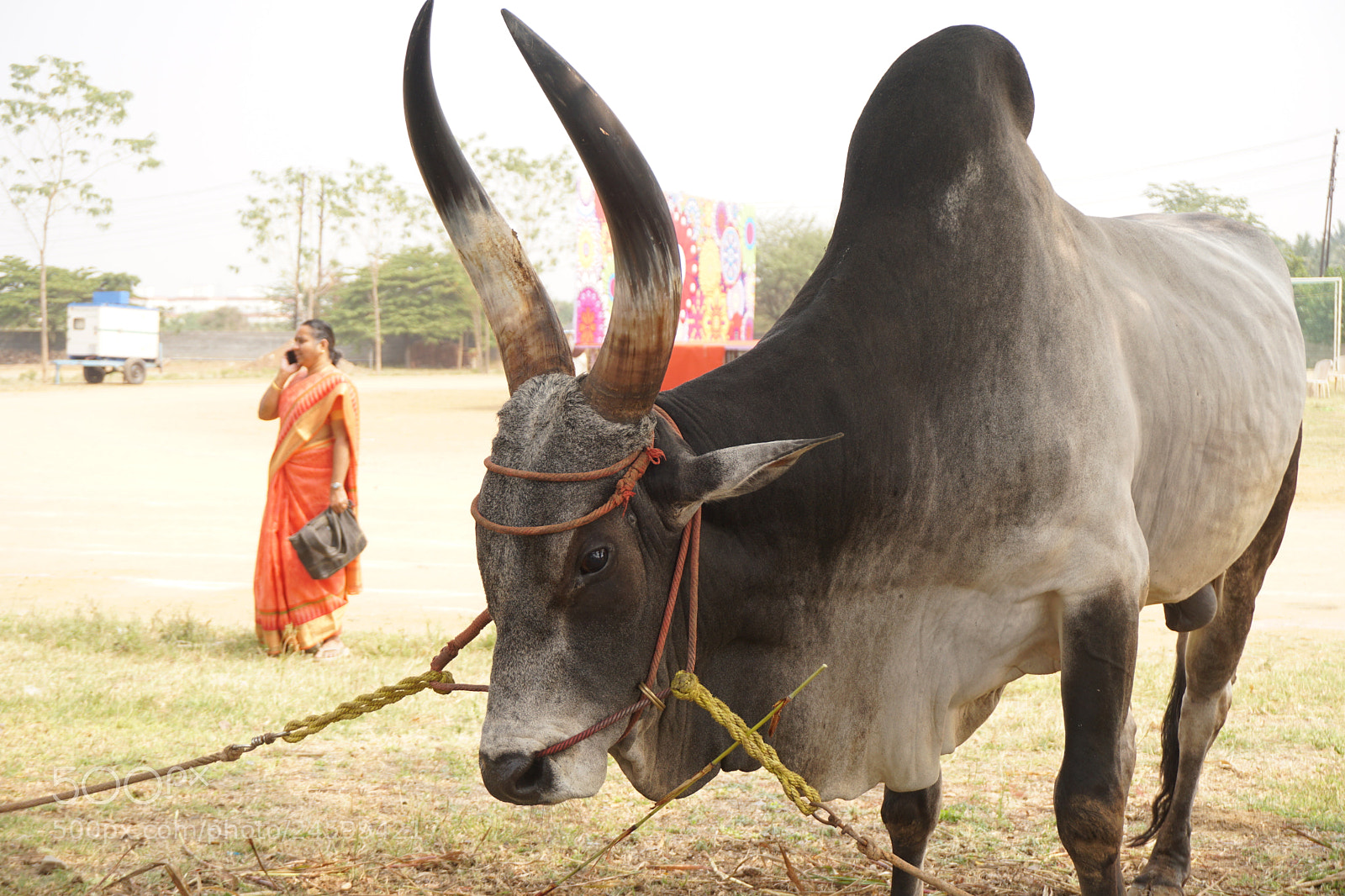 Sony a6300 sample photo. Indian bull - kangeyam photography