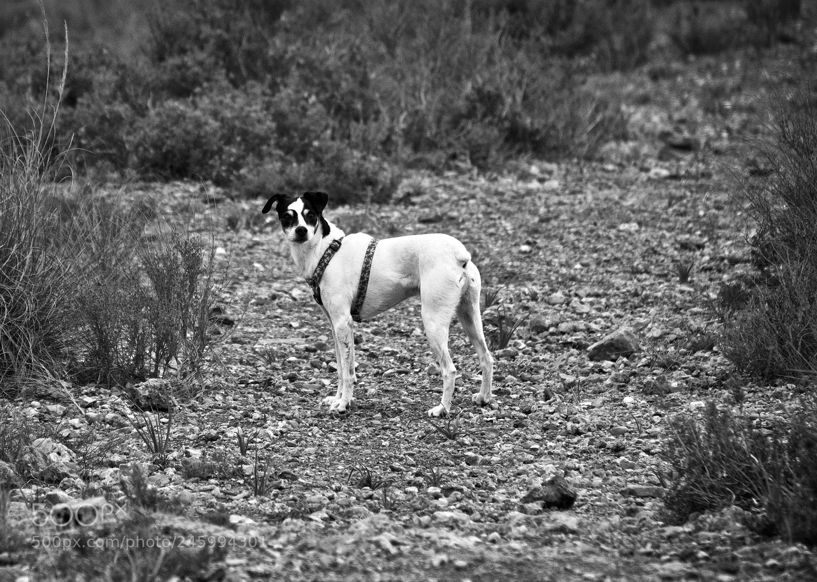 Fujifilm X-T1 sample photo. Dog friend photography