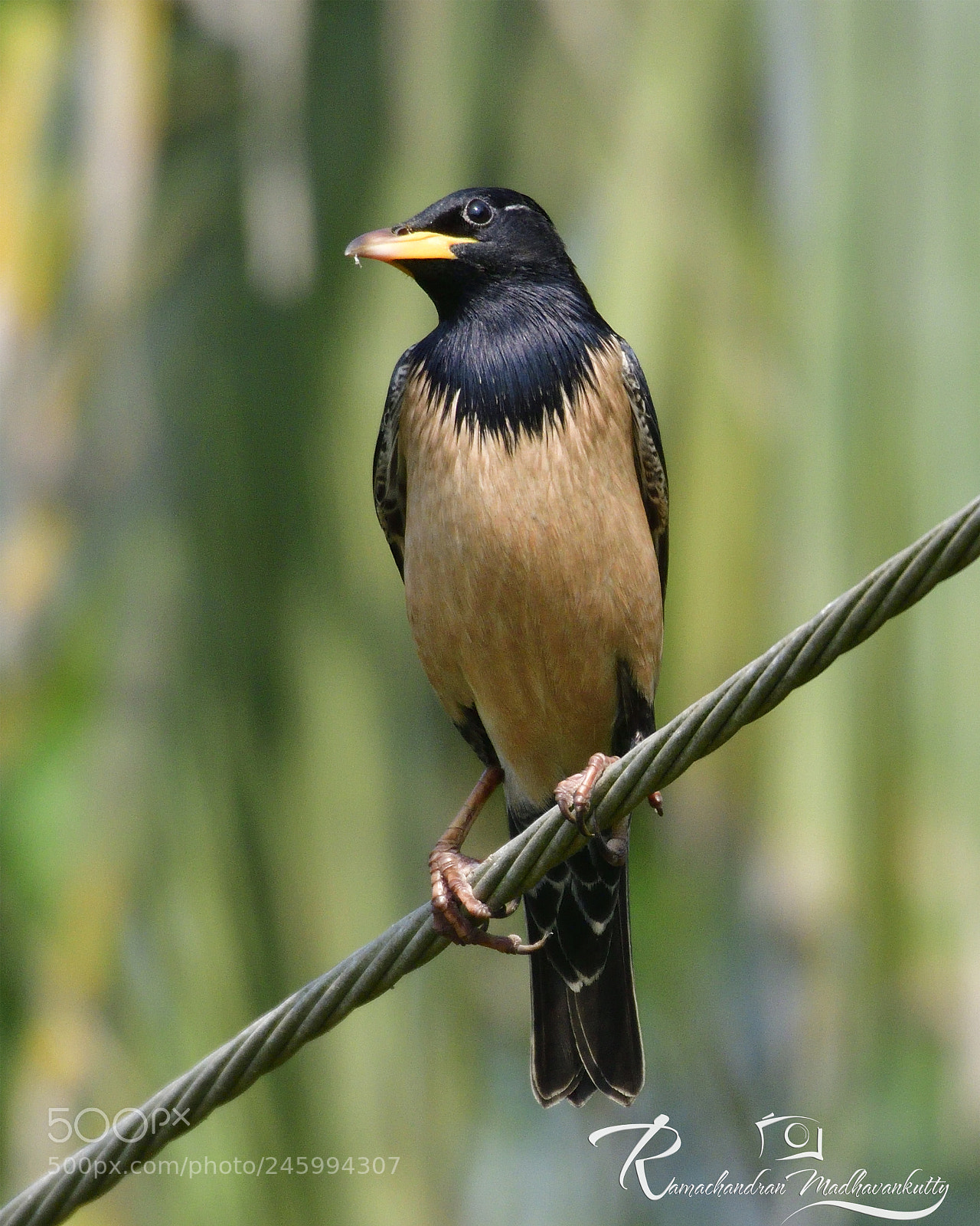 Nikon D500 sample photo. Rosy-starling male photography