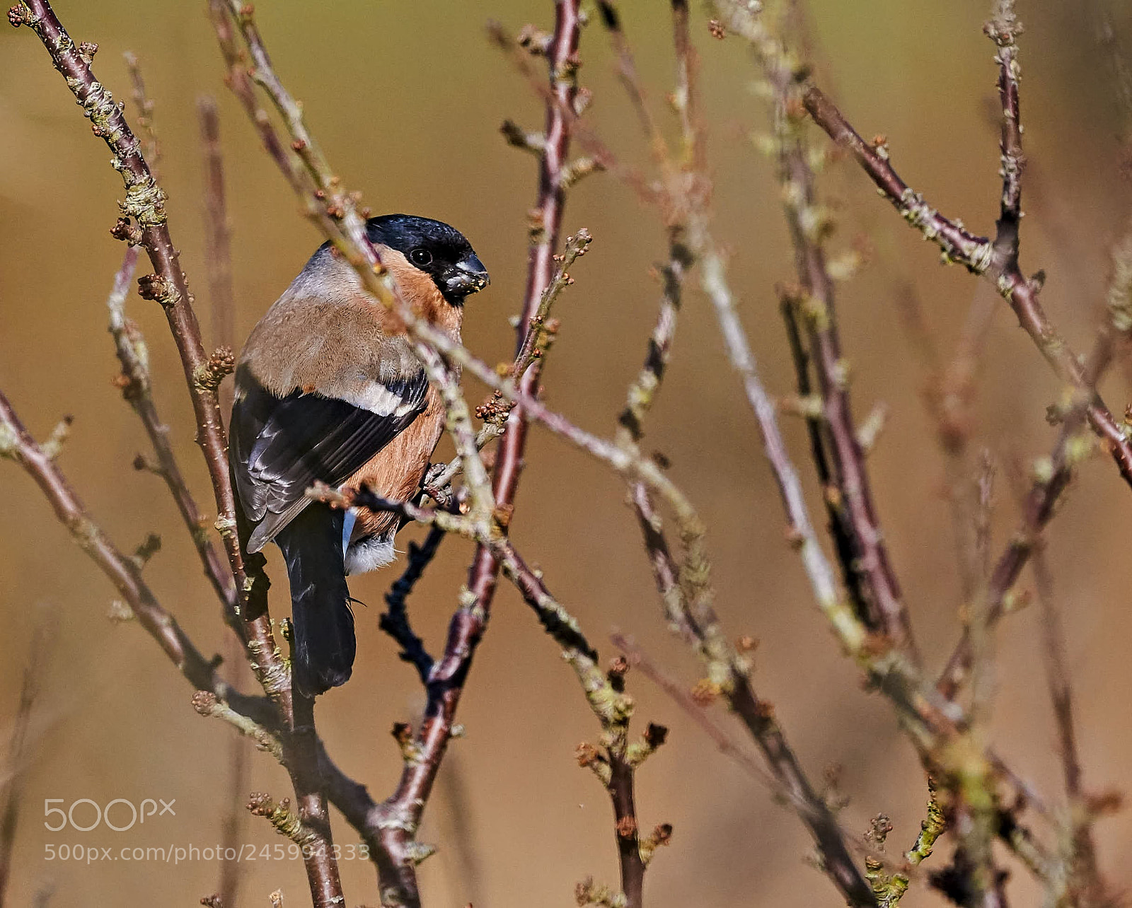 Nikon D300S sample photo. Female bullfinch photography
