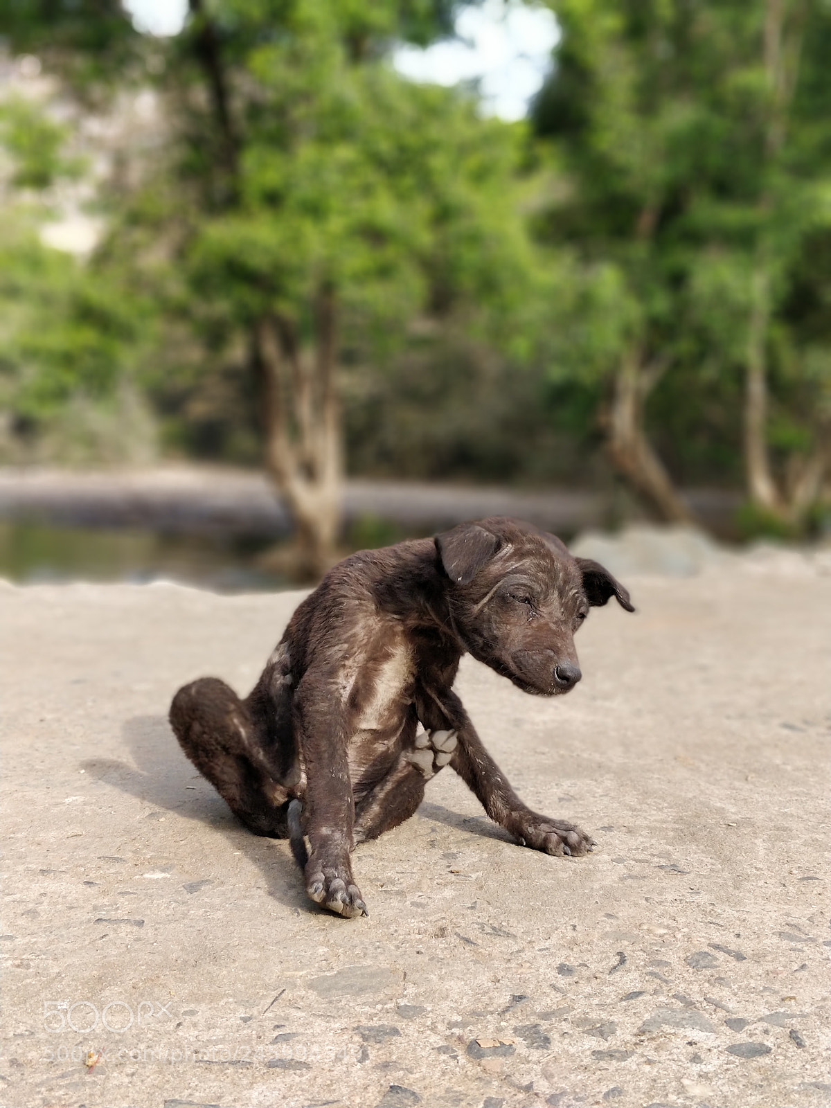 OnePlus 5 sample photo. Baby dog photography