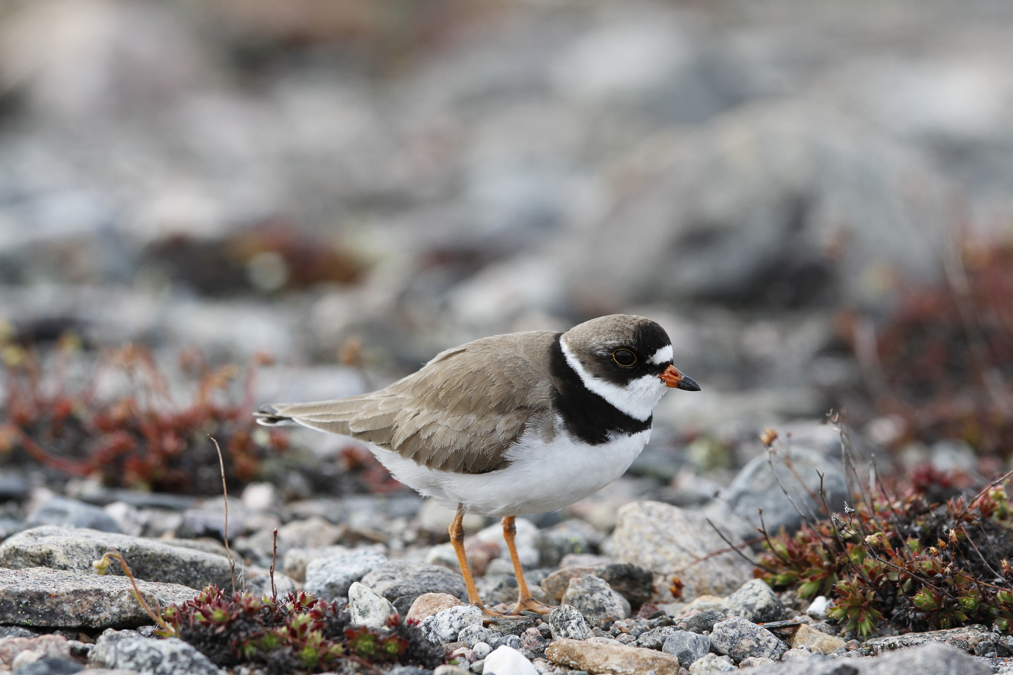 Canon EOS 7D + Canon EF 300mm F2.8L IS USM sample photo. Adult semipalmated plover found standing on rocky arctic tundra photography