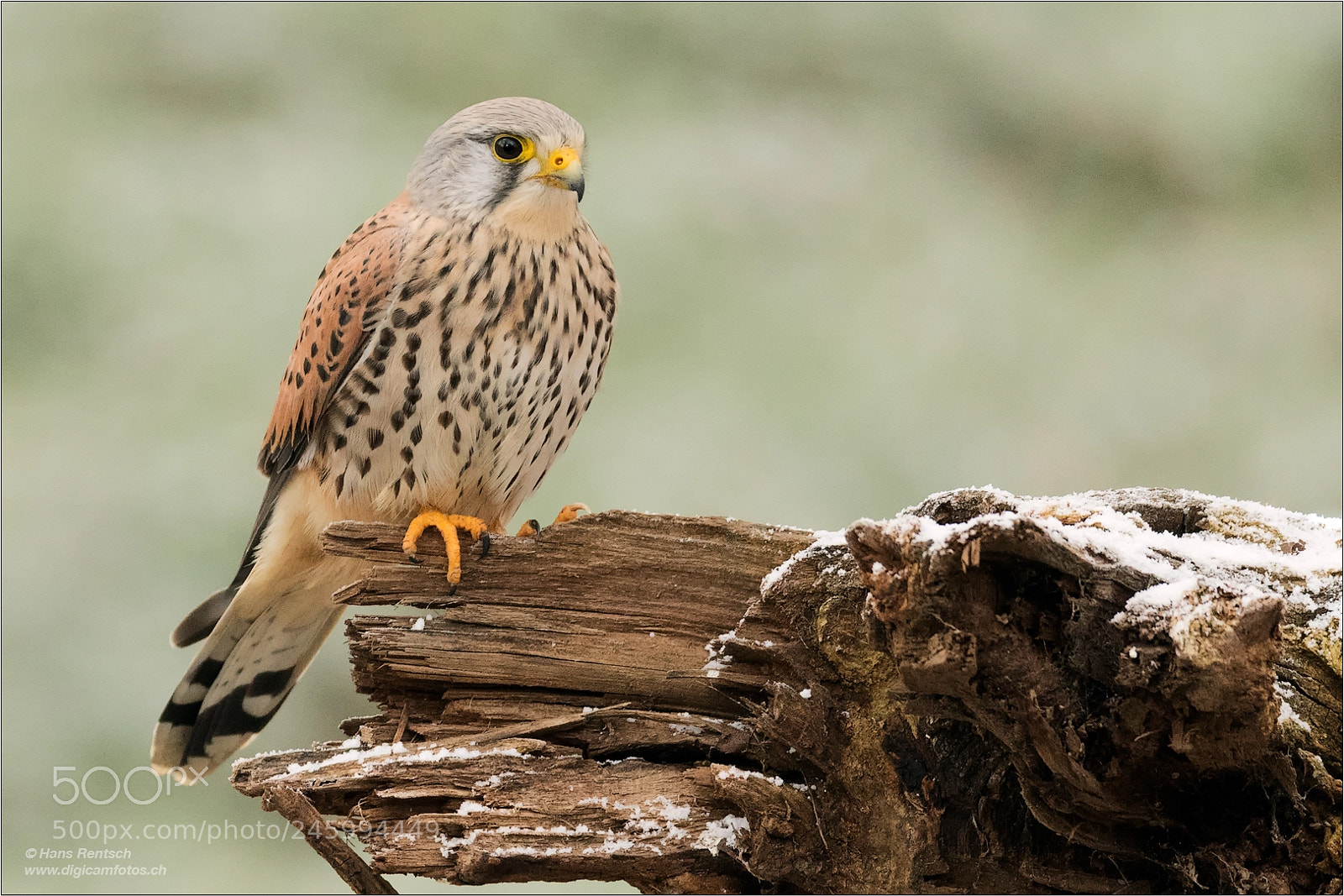 Nikon D850 sample photo. Common kestrel photography