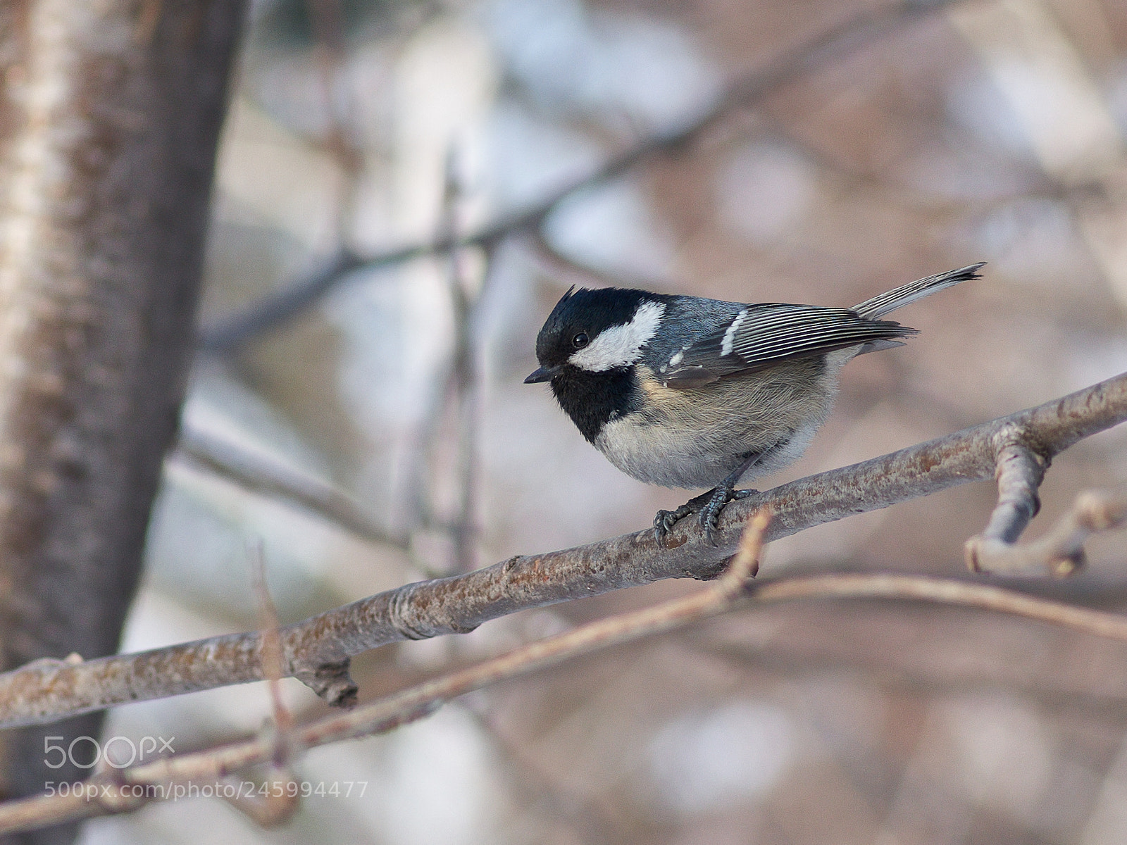 Pentax K-5 IIs sample photo. Coal tit photography