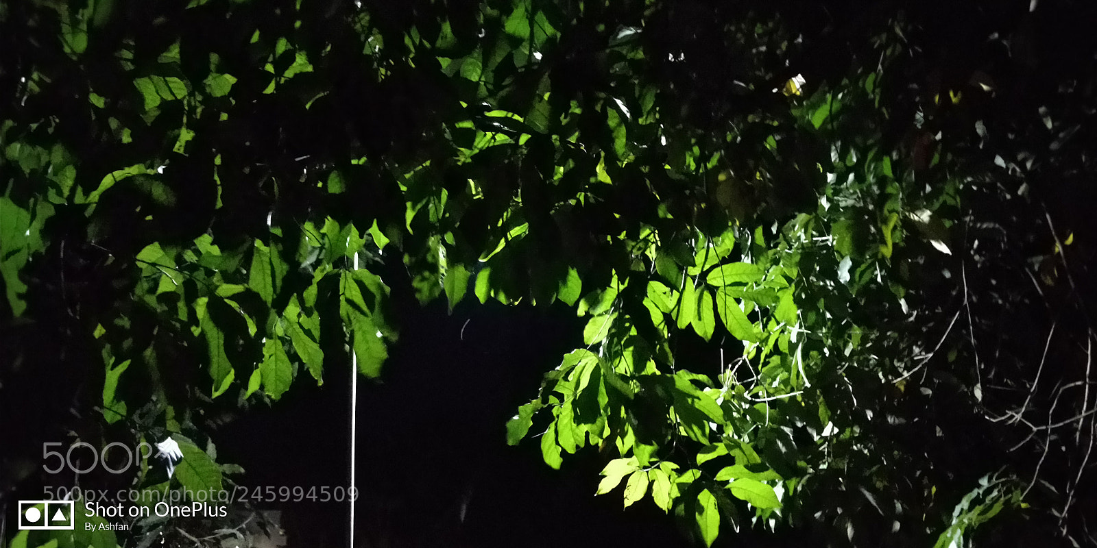 OnePlus 5T sample photo. Night tree leaves photography