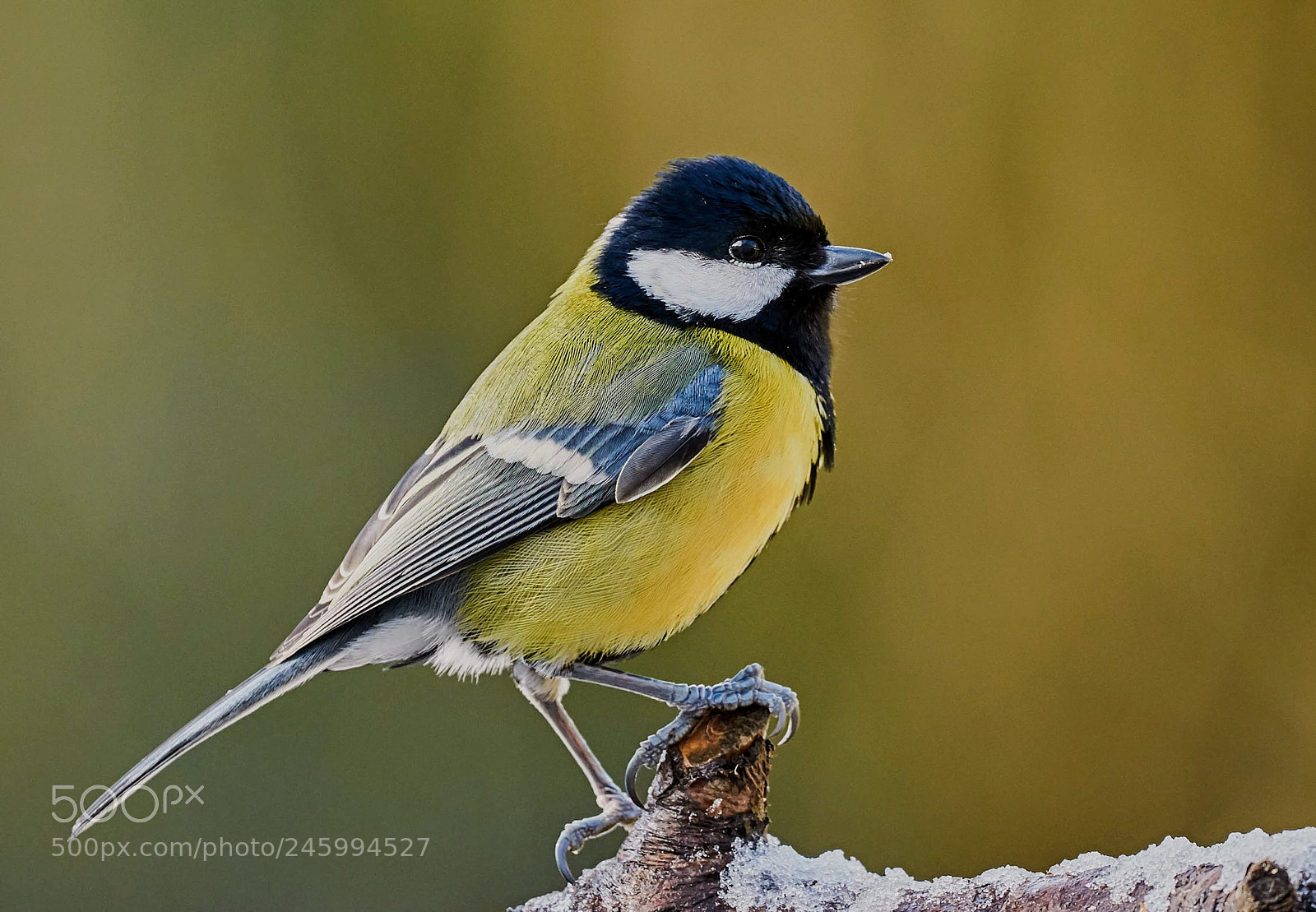 Nikon D300S sample photo. Great tit photography