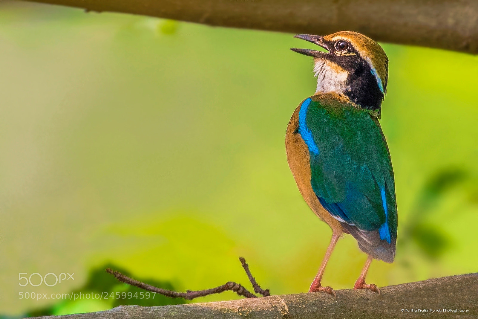Canon EOS 7D Mark II sample photo. Indian pitta call photography