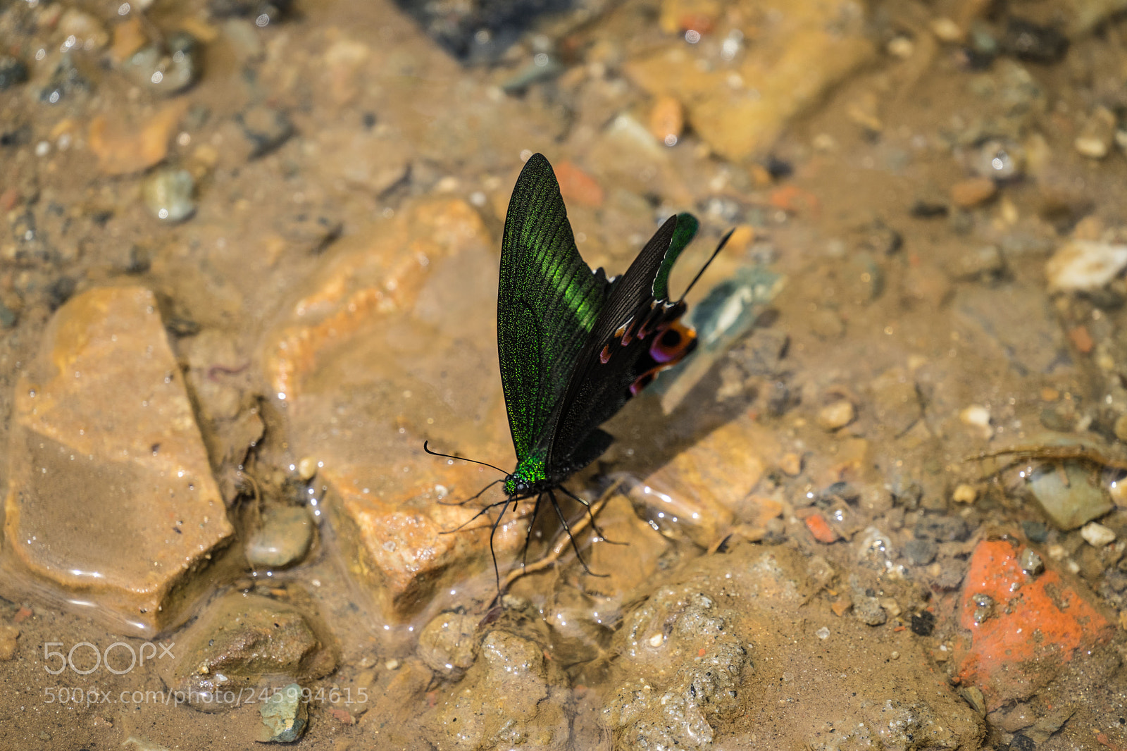 Sony a7 II sample photo. Dsc04723-3.jpg photography