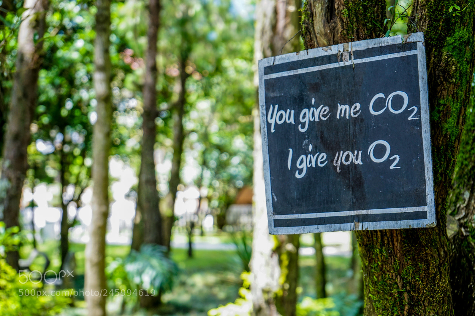 Sony a7 II sample photo. Dsc04351-2.jpg photography