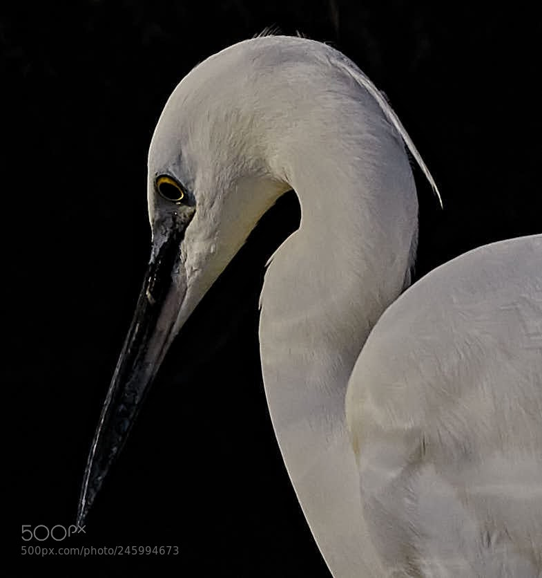 Nikon D300S sample photo. Little egret photography