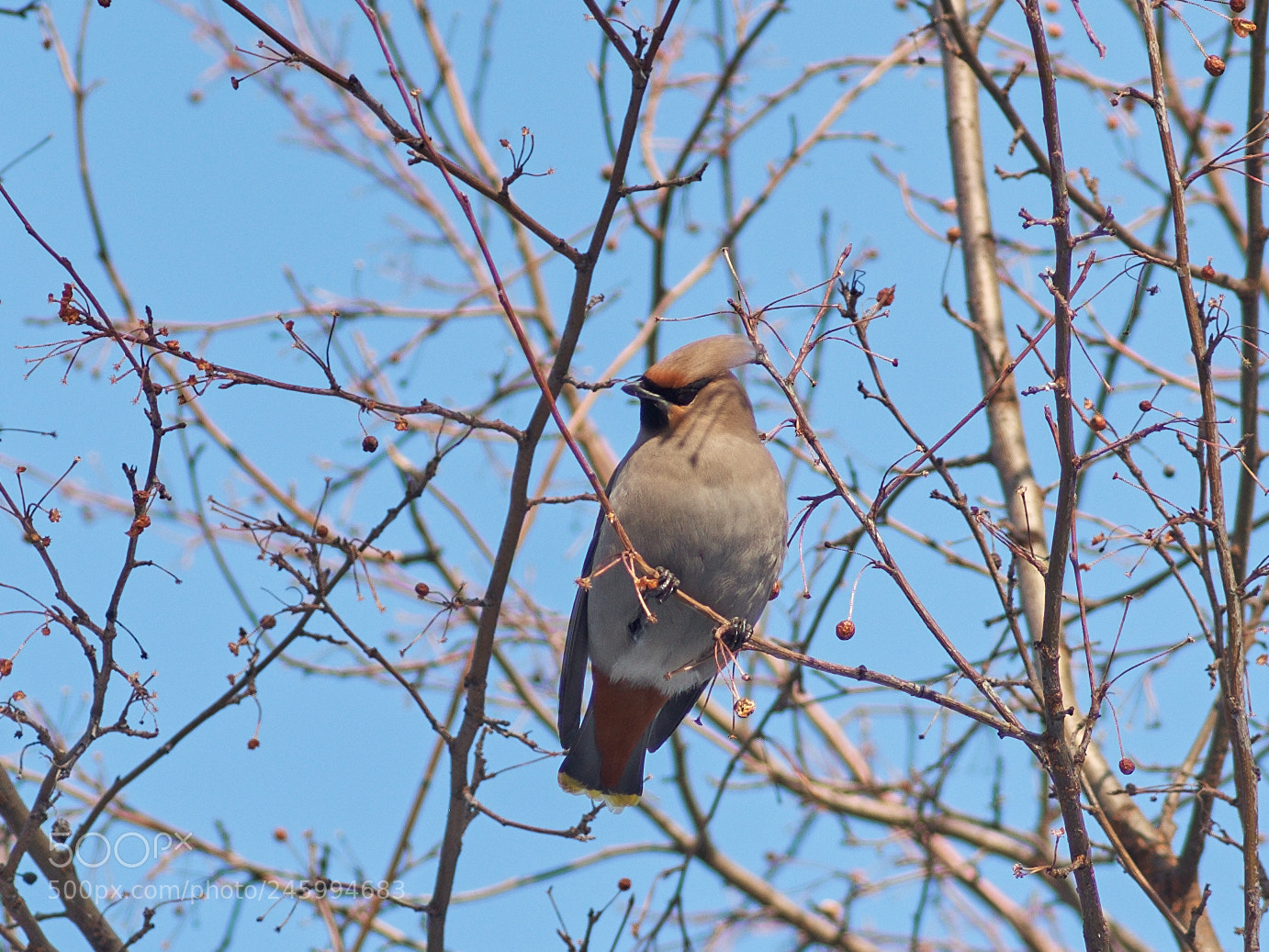Pentax K-5 IIs sample photo. Waxwing photography