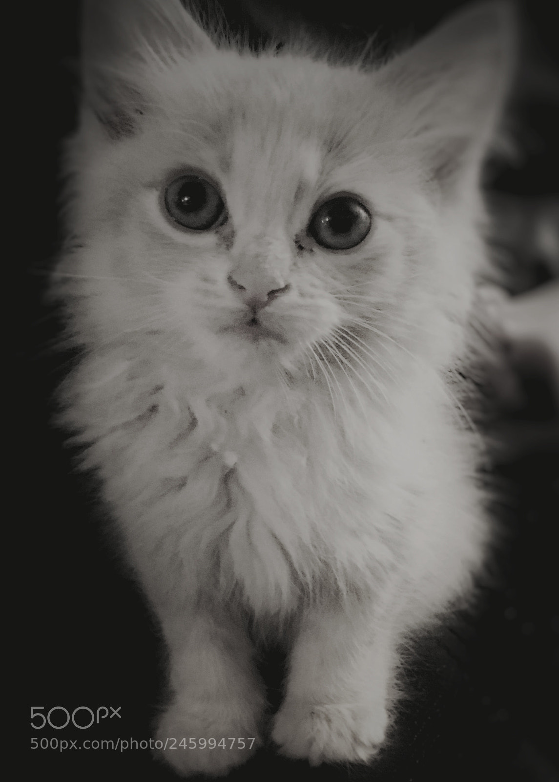Apple iPhone 6s Plus sample photo. Purrr photography