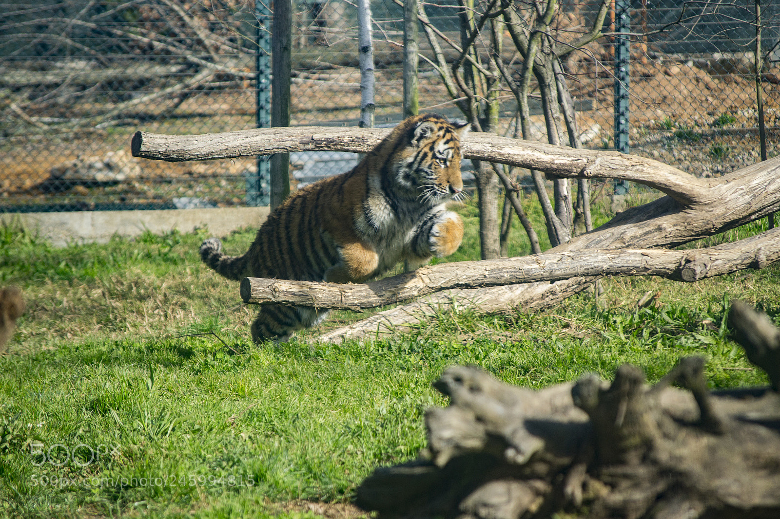 Nikon D3100 sample photo. Jumping tiger photography