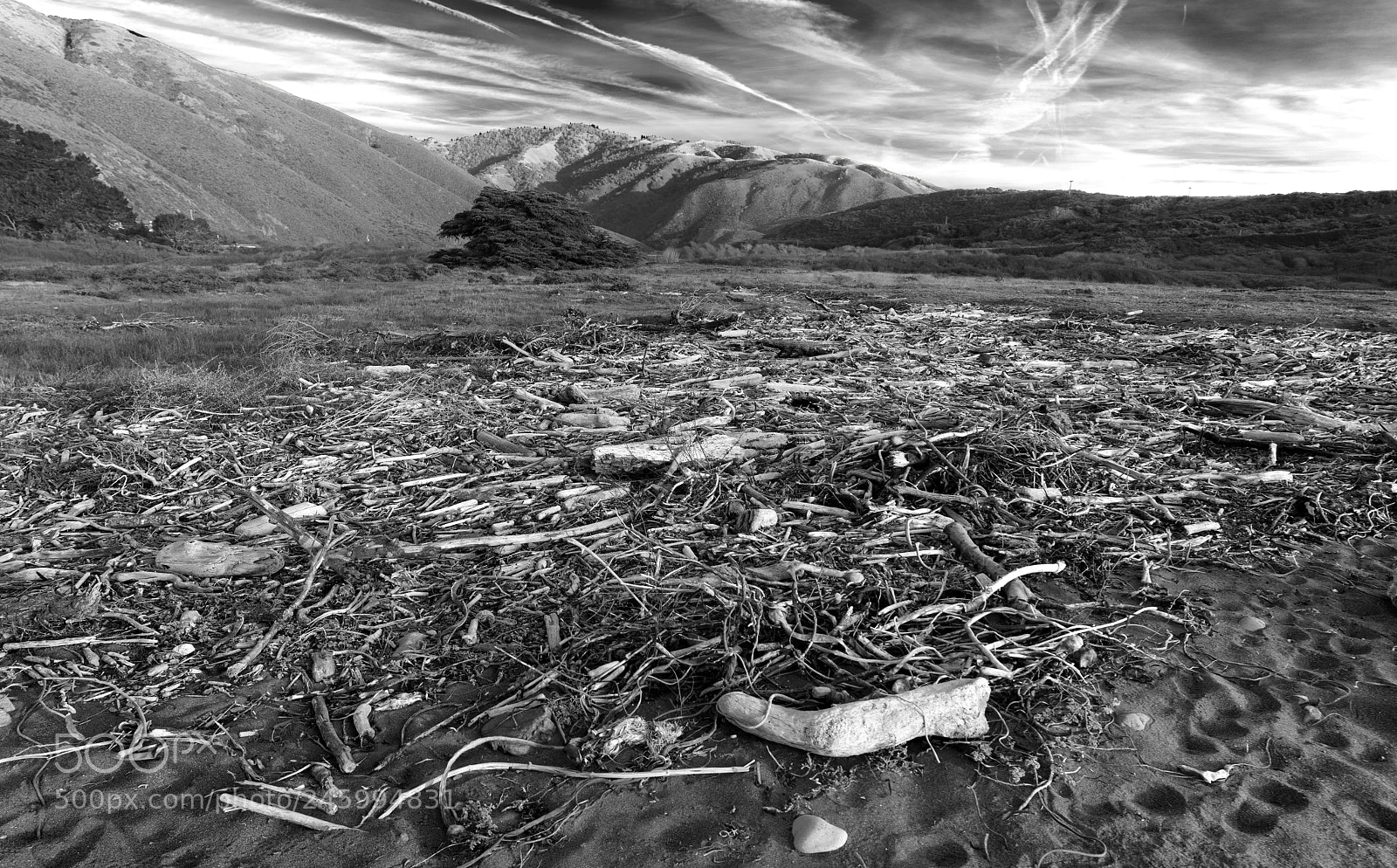 Sony a7R II sample photo. Dead wood meadow photography