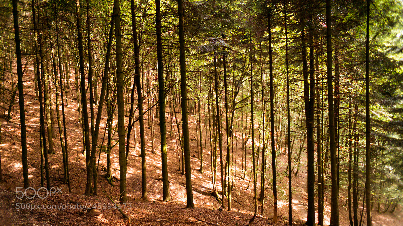 Sony Alpha NEX-5R sample photo. Still '14 photography