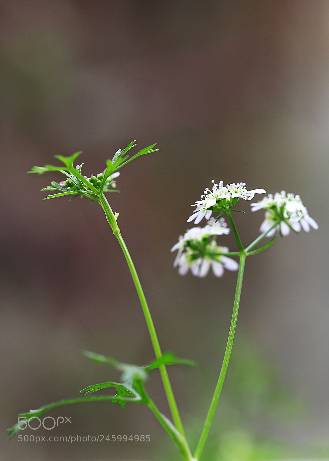 Canon EOS 6D Mark II sample photo. Coriander flower photography